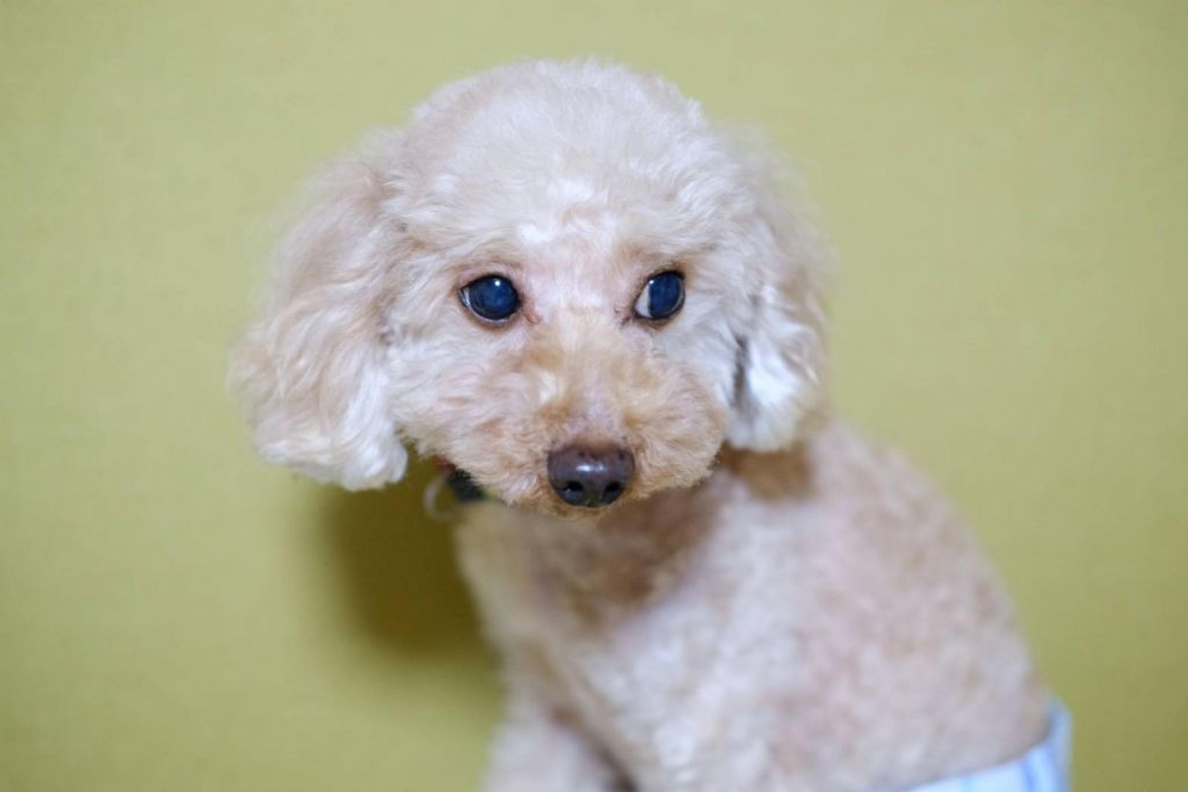 pet-image-2