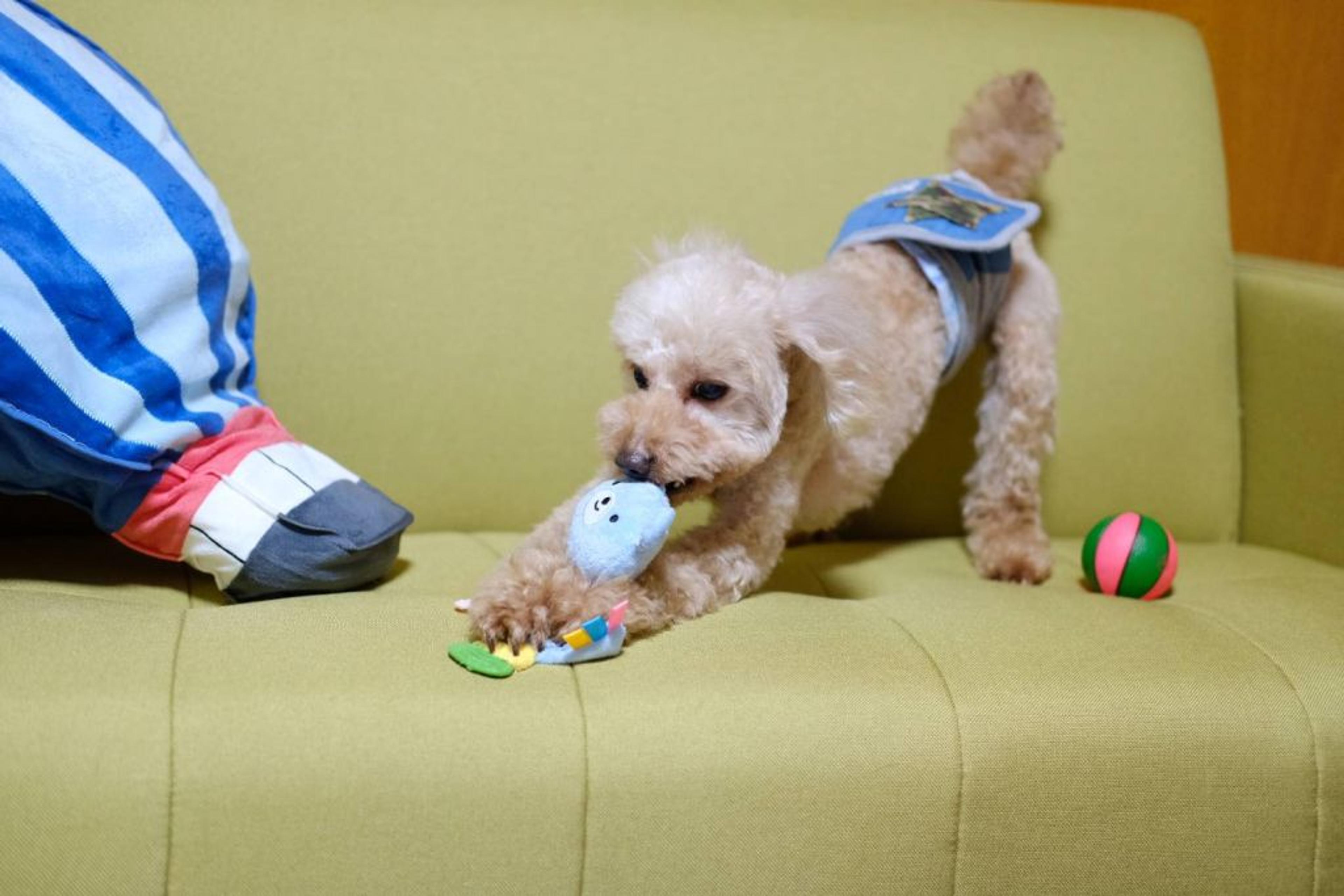 pet-image-3