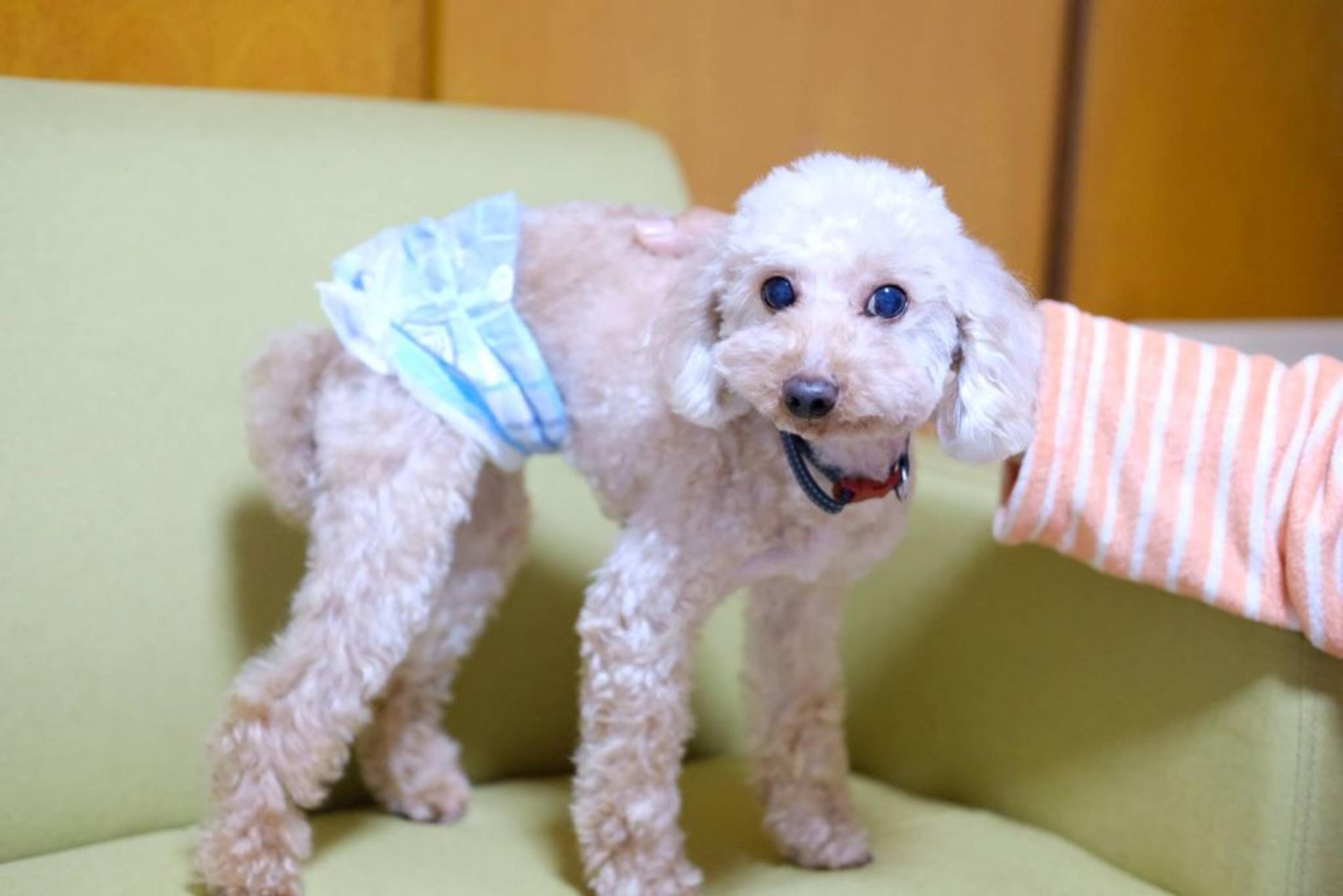 pet-image-4