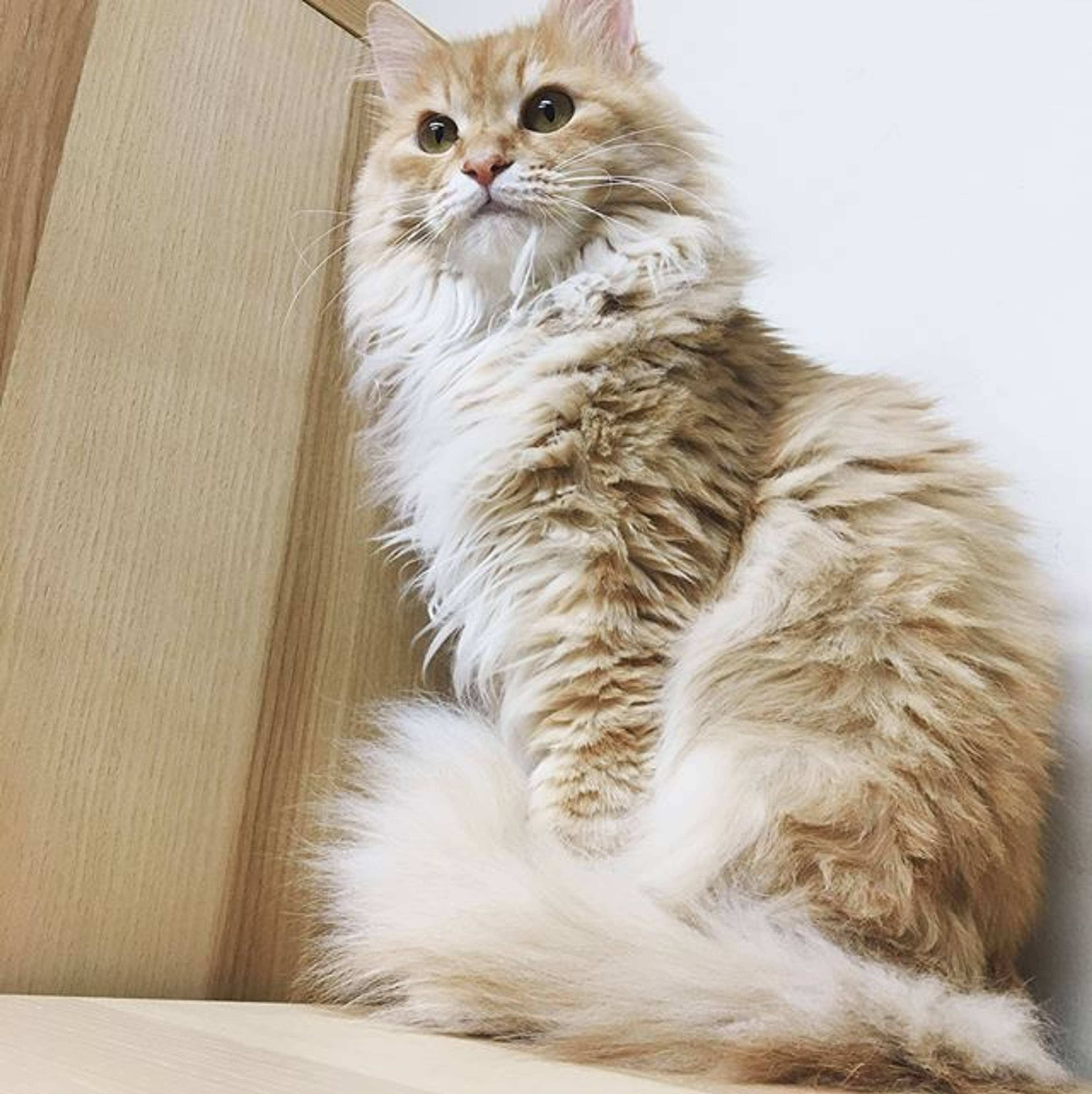 雑種（ミックス猫）・オスの里親募集の写真
