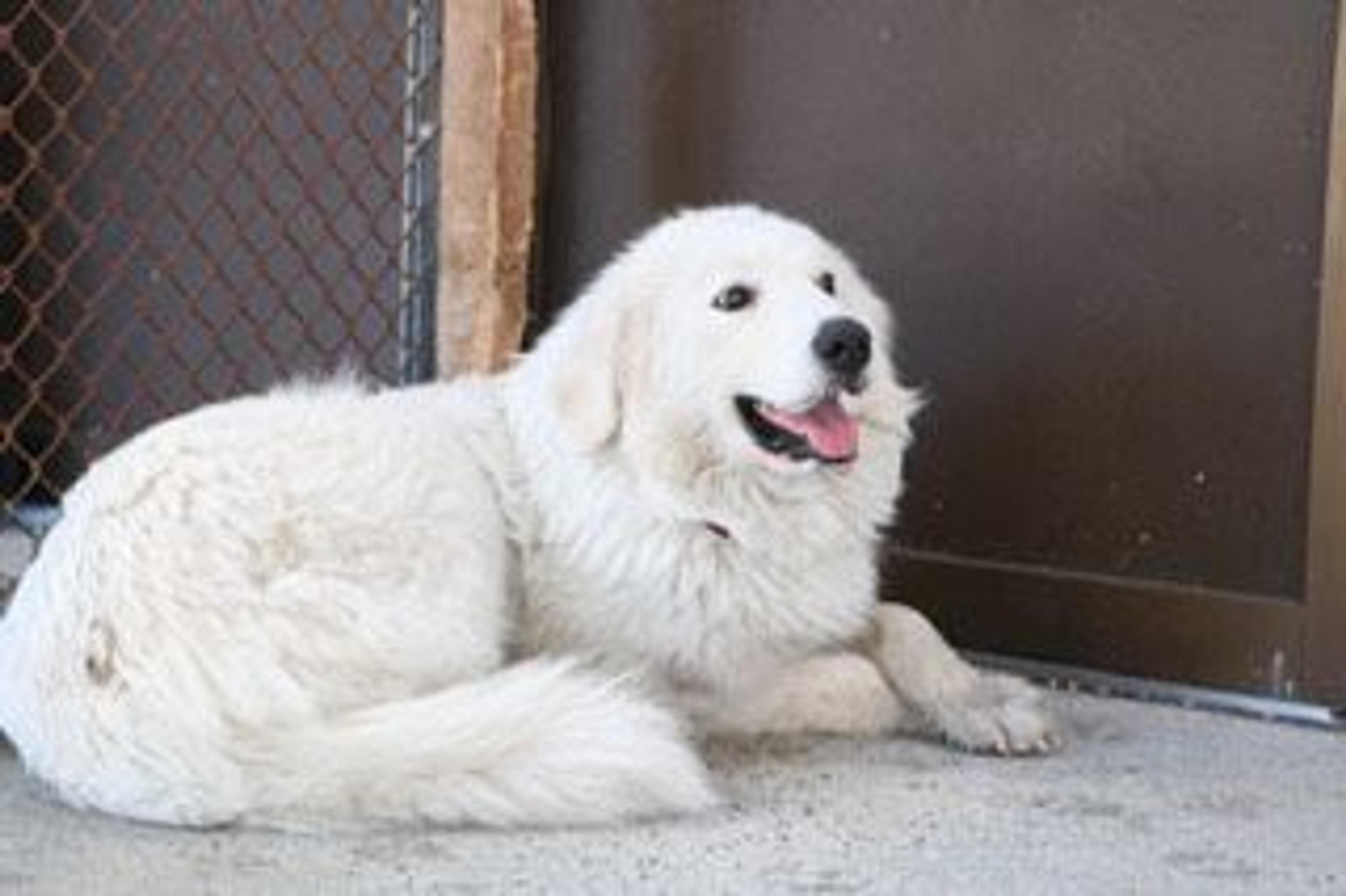 pet-image-4