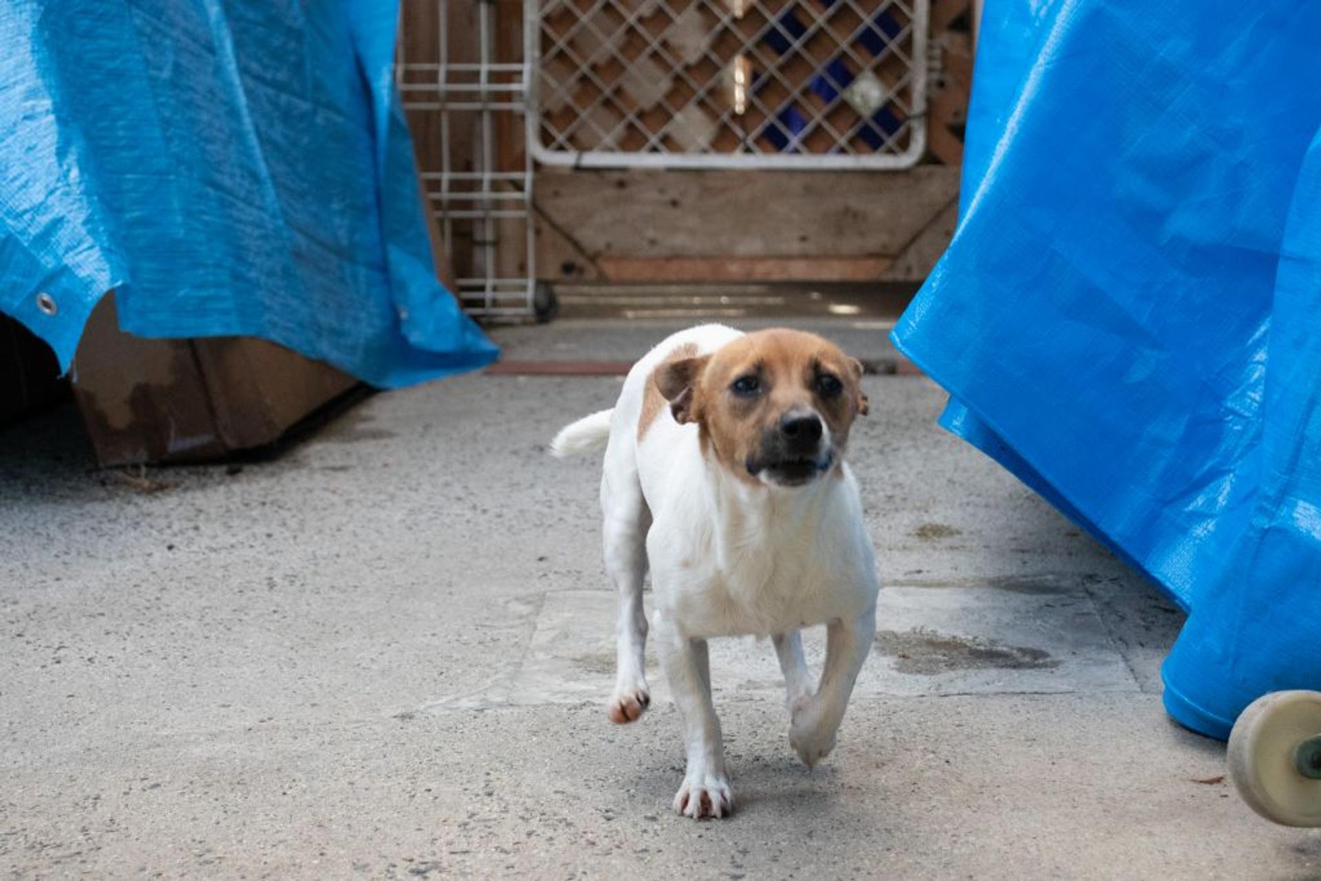 pet-image-6