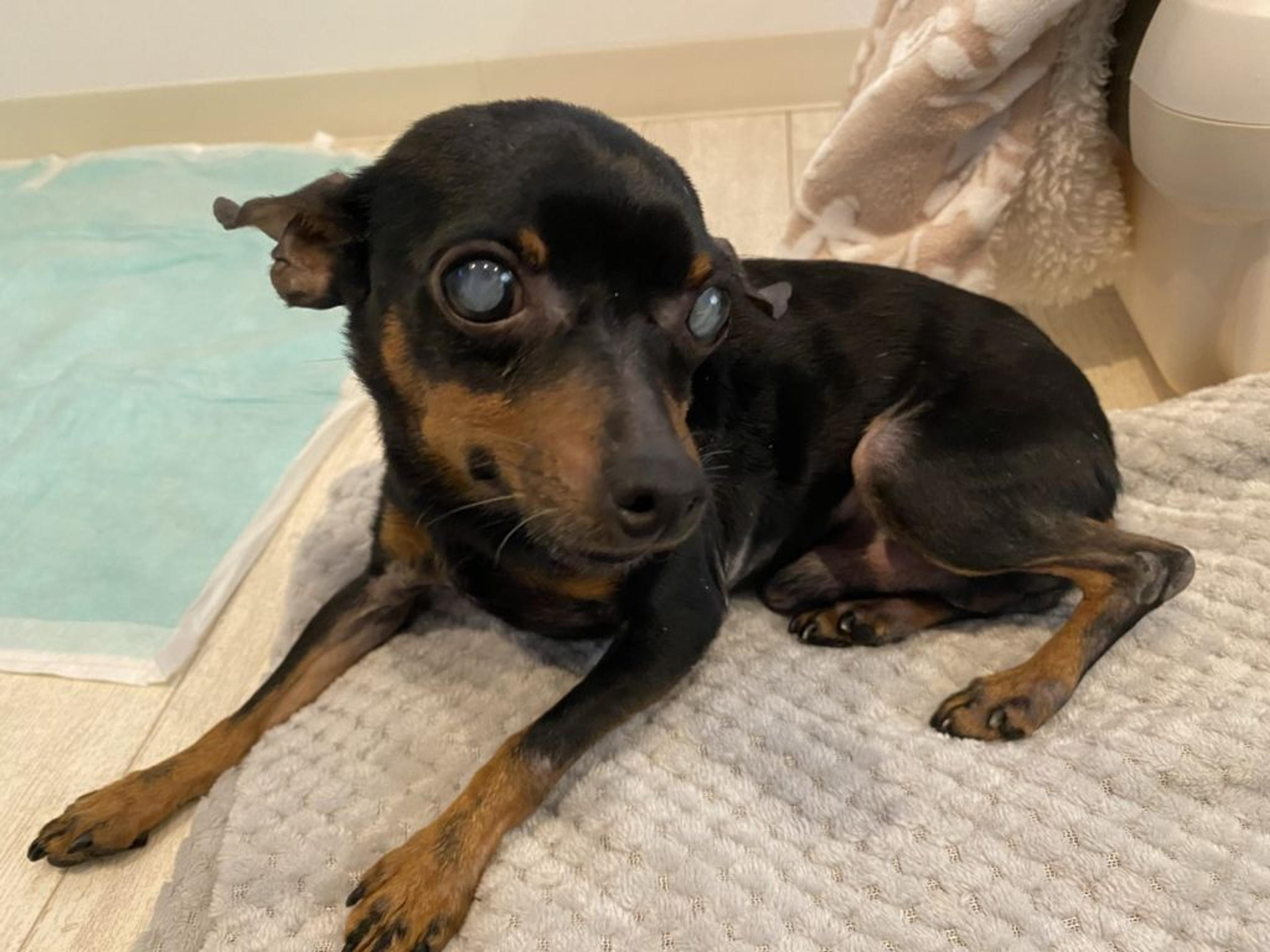 pet-image-2