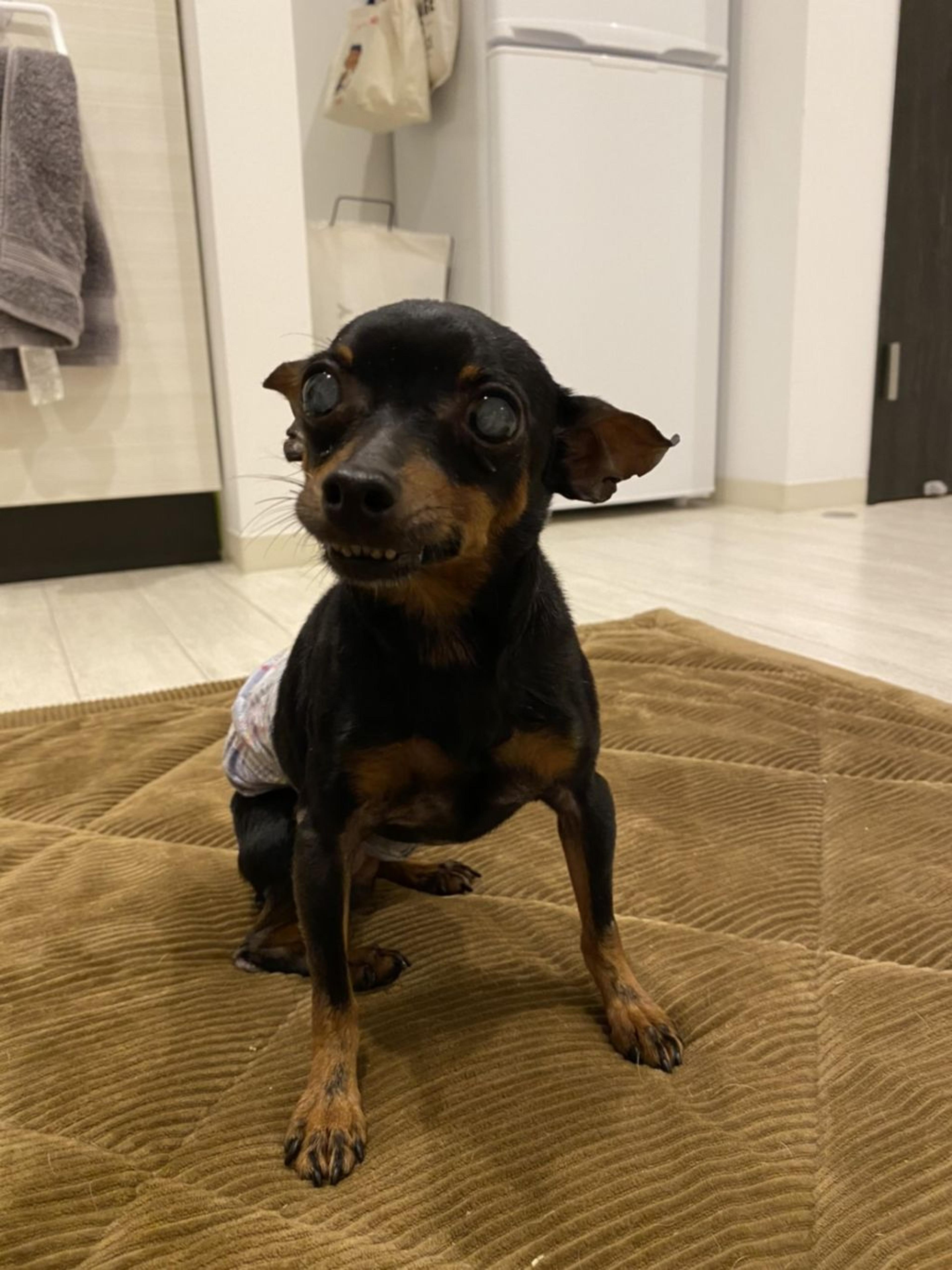 pet-image-3