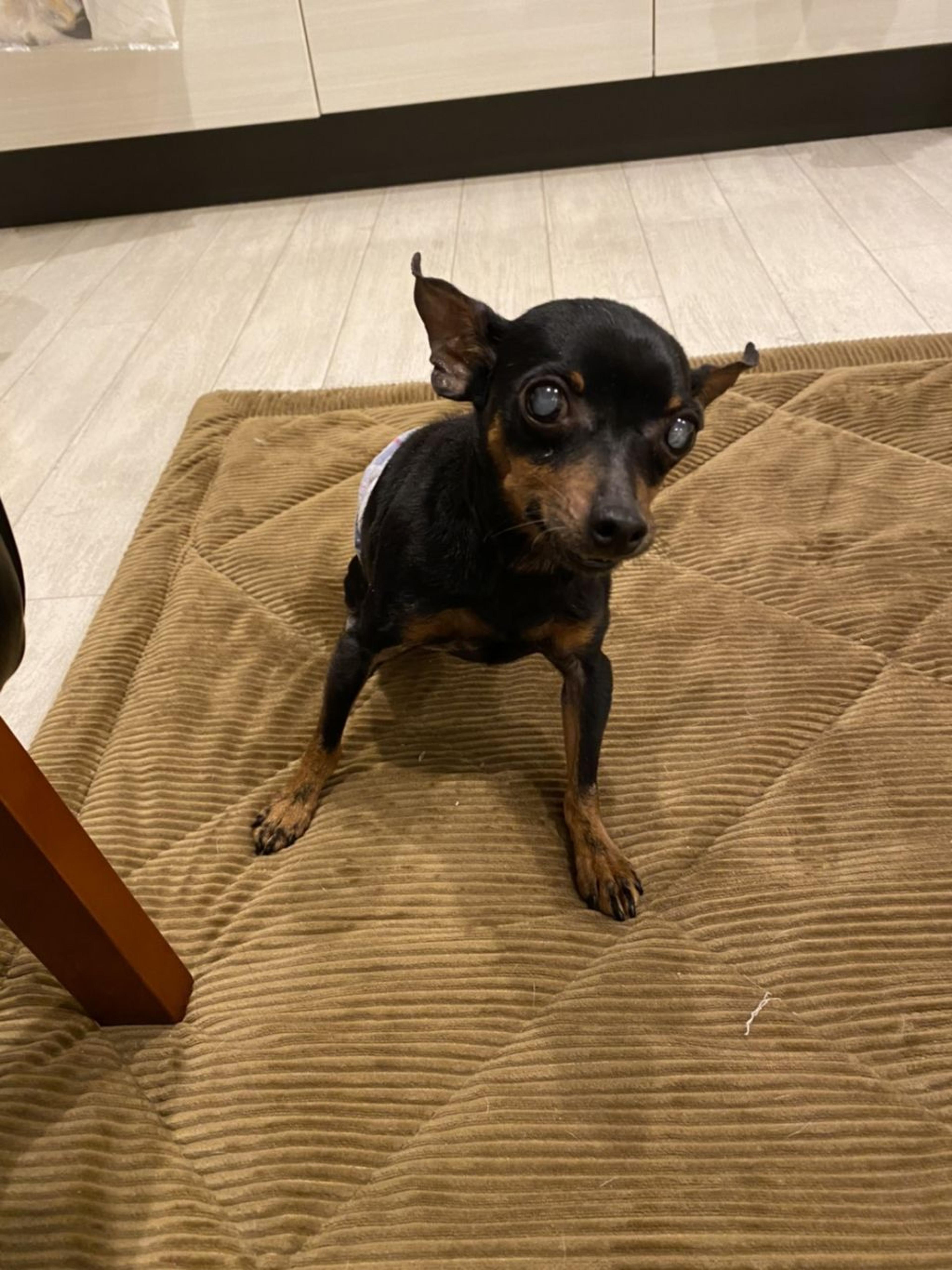 pet-image-4