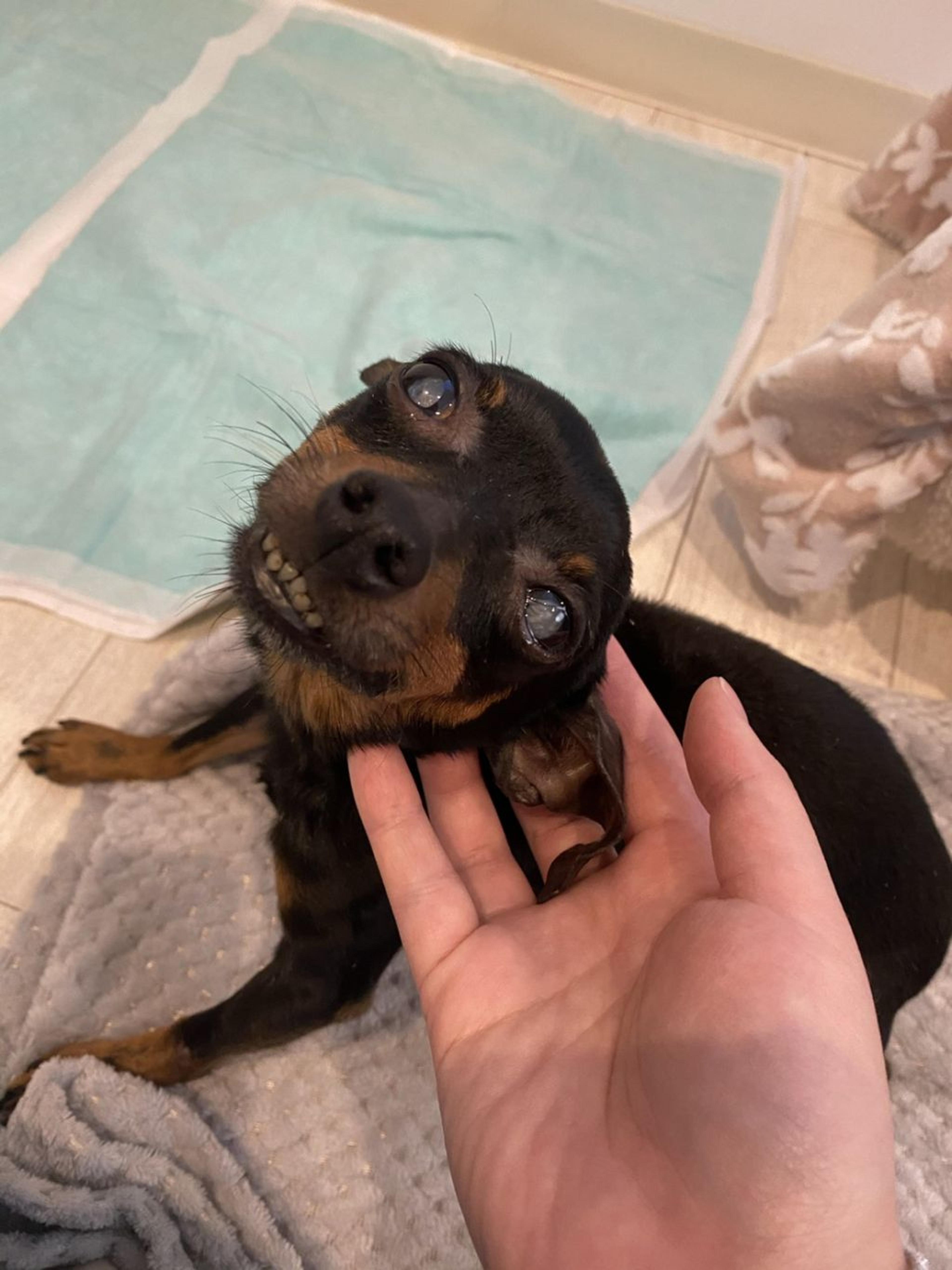 pet-image-5