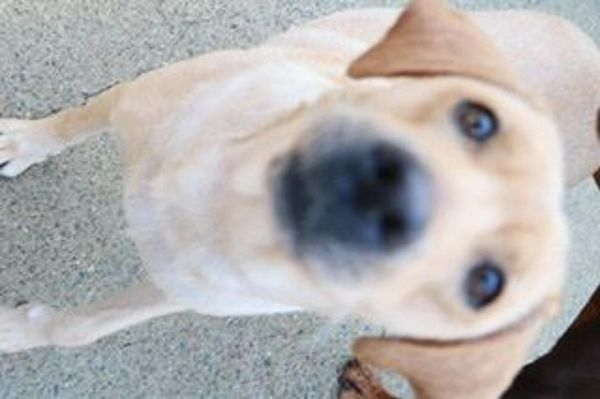 pet-image-4
