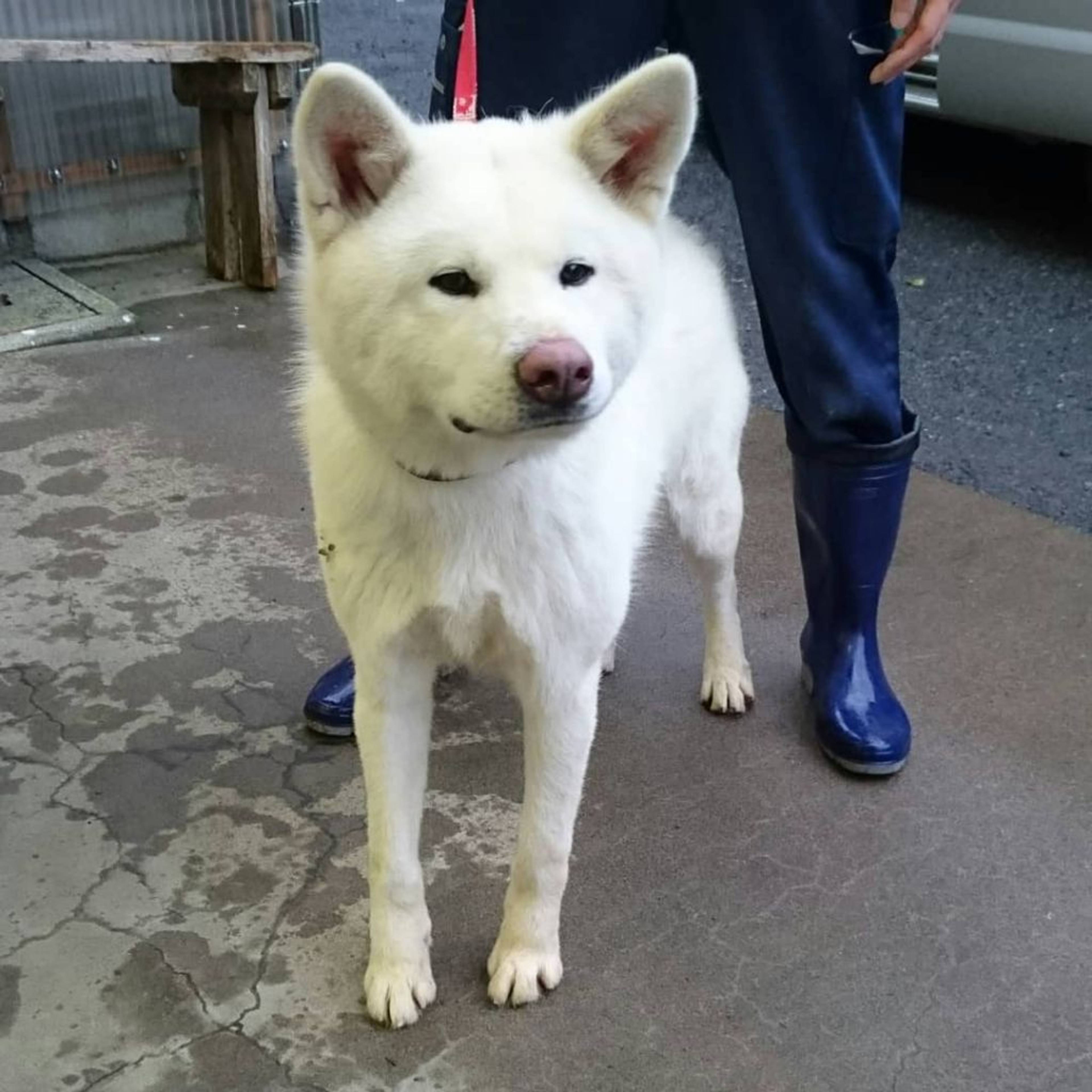 秋田犬・メスの里親募集の写真