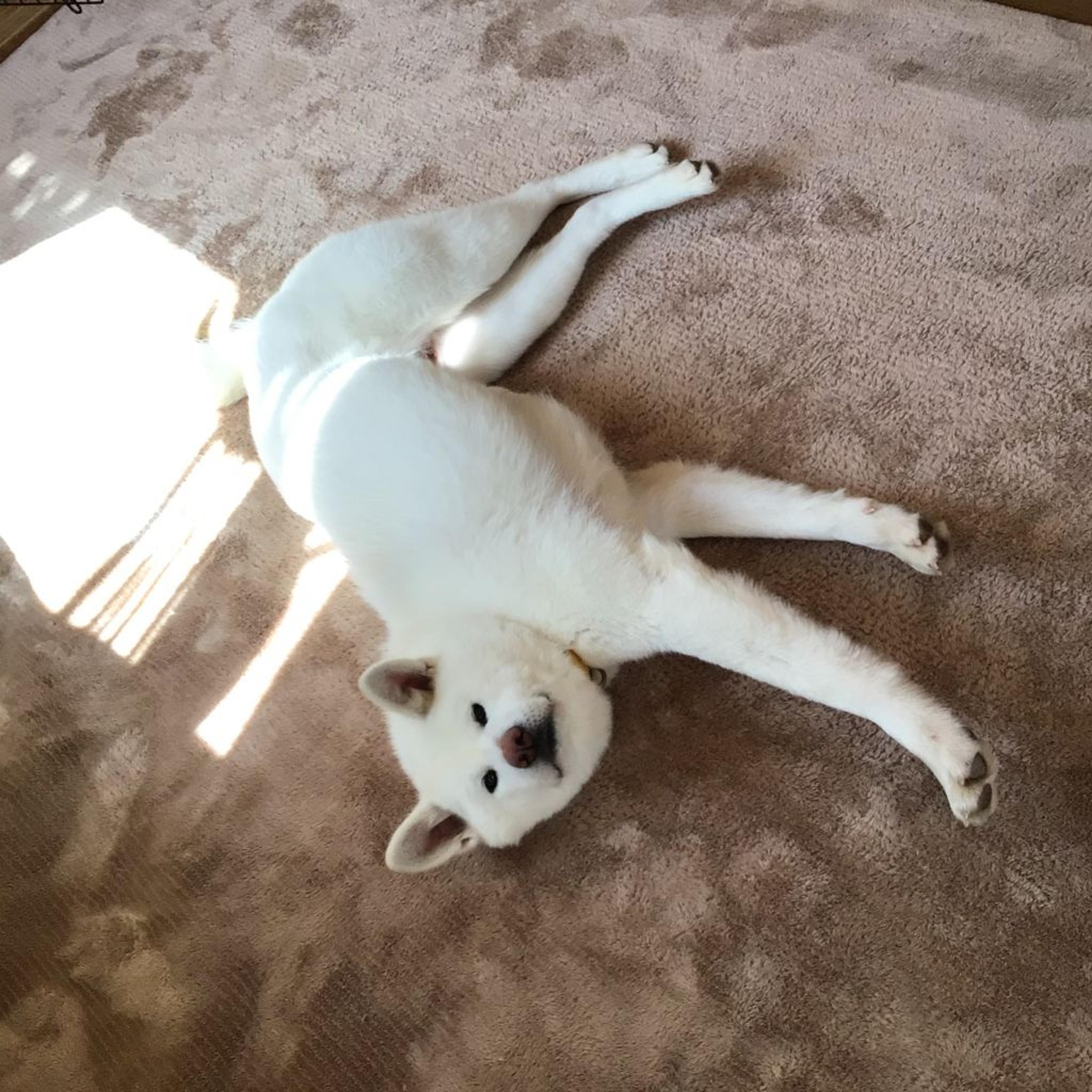 pet-image-2
