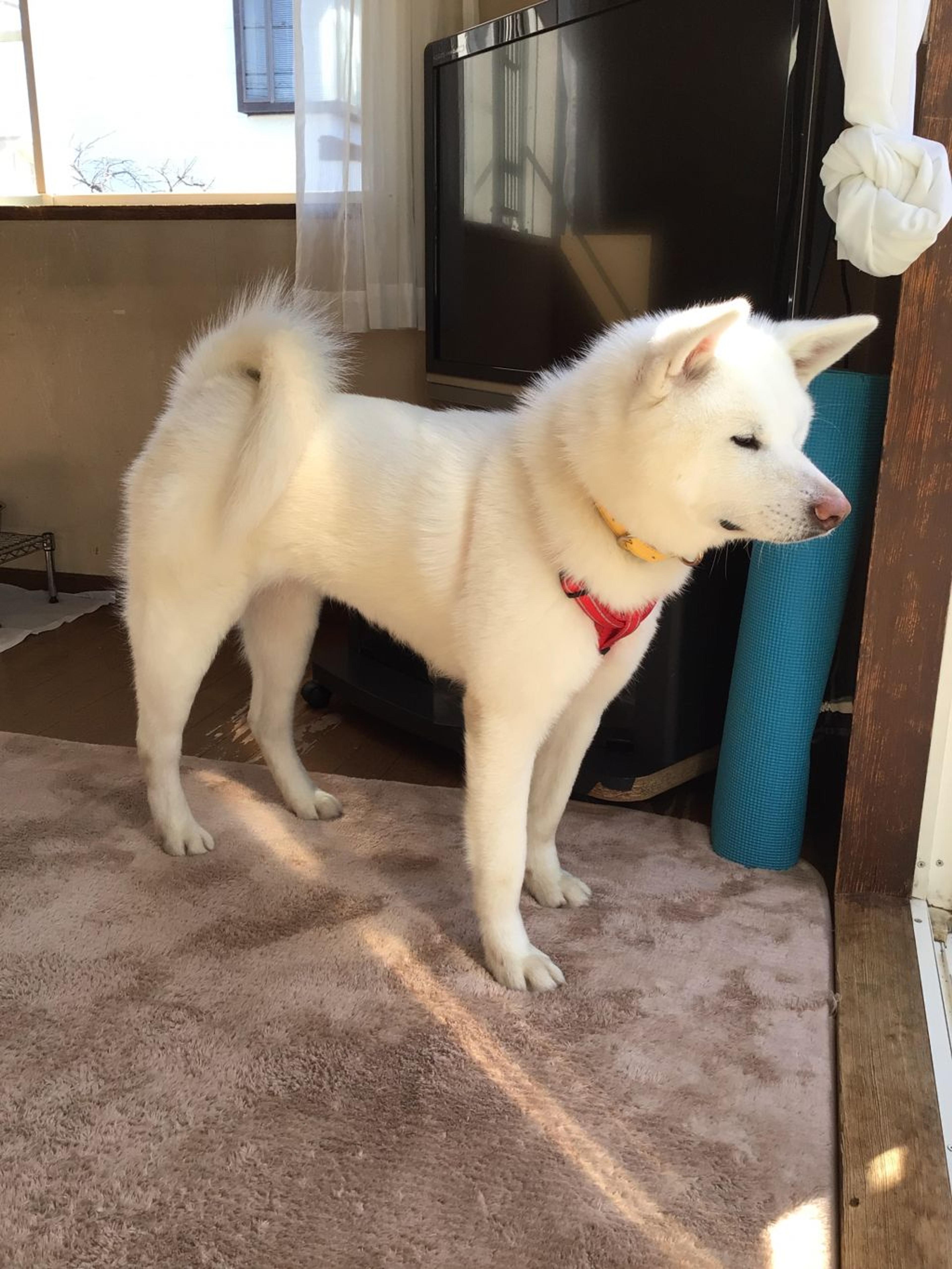 pet-image-3