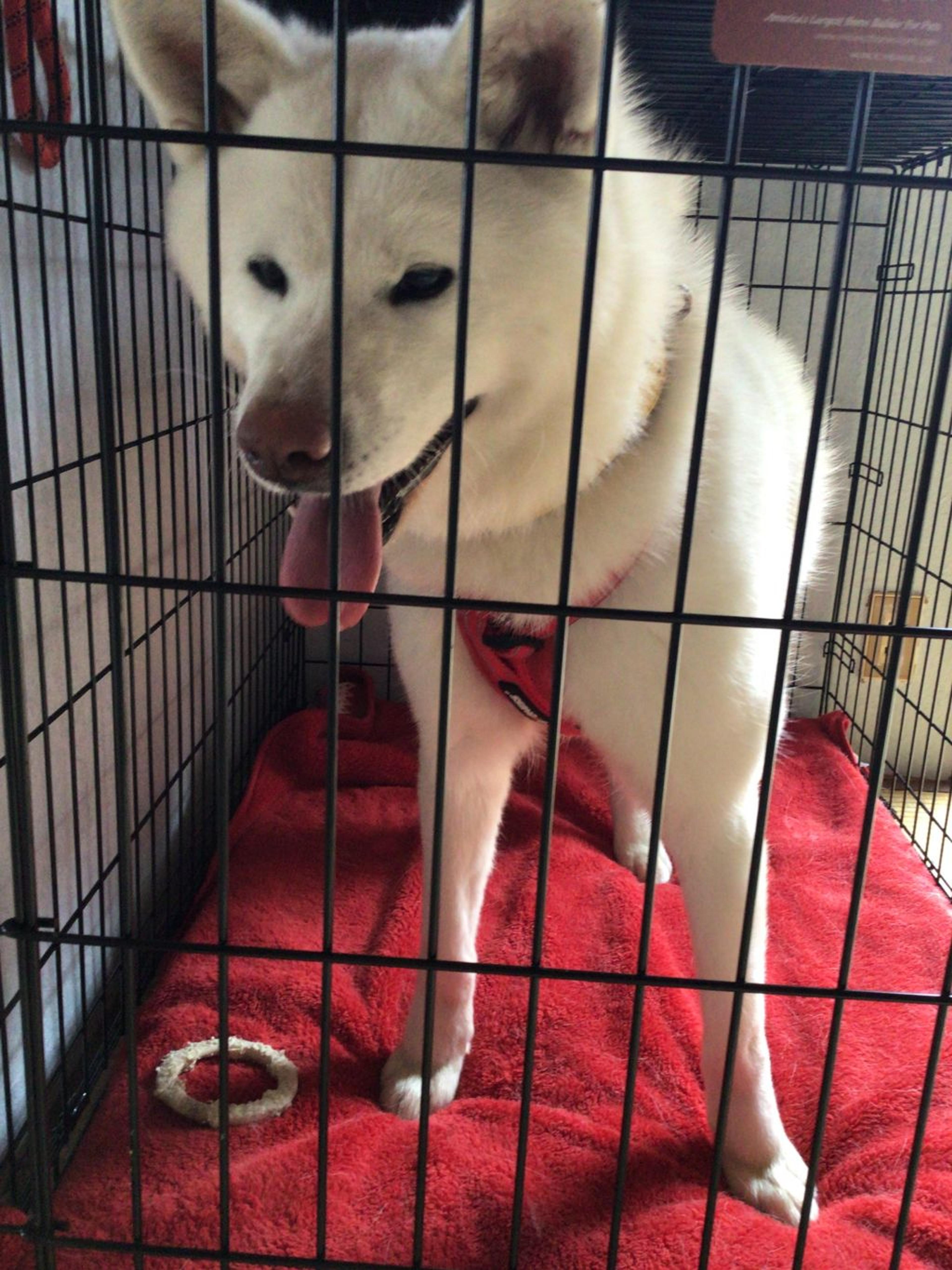 pet-image-4