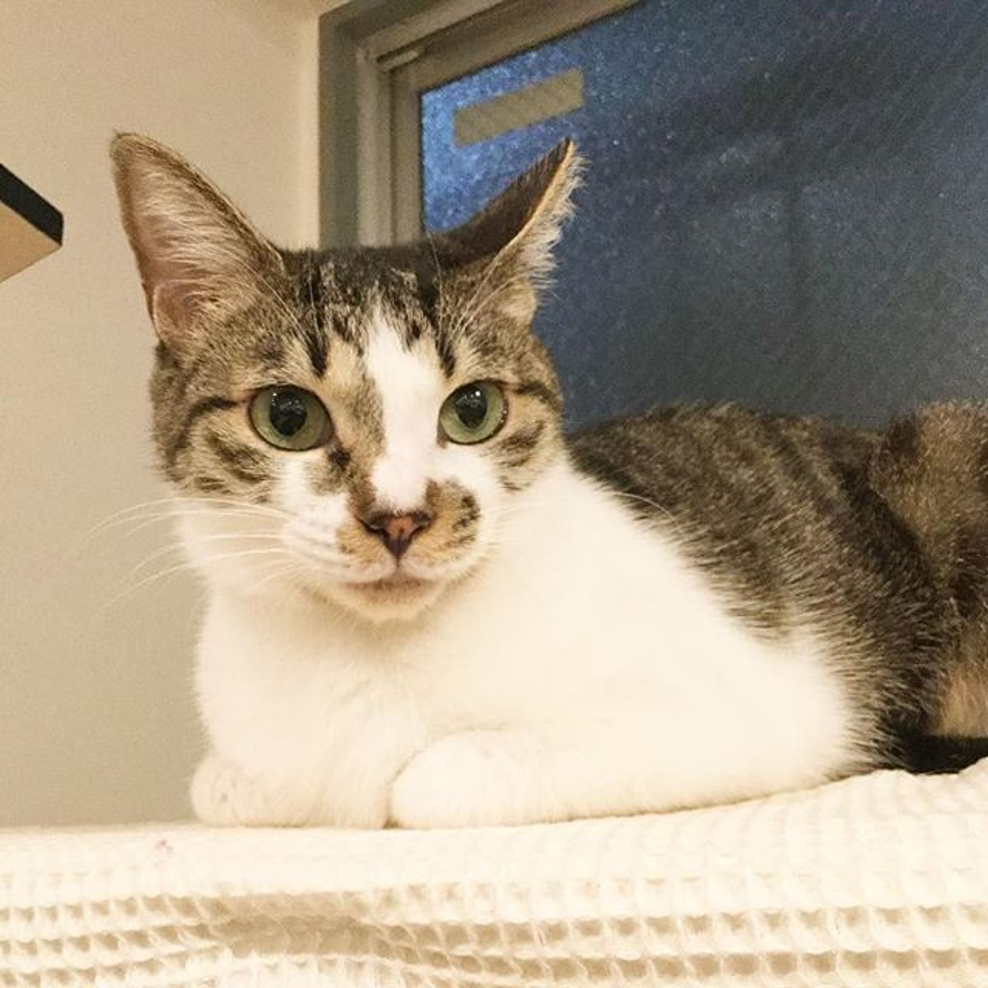 雑種（ミックス猫）・オスの里親募集の写真