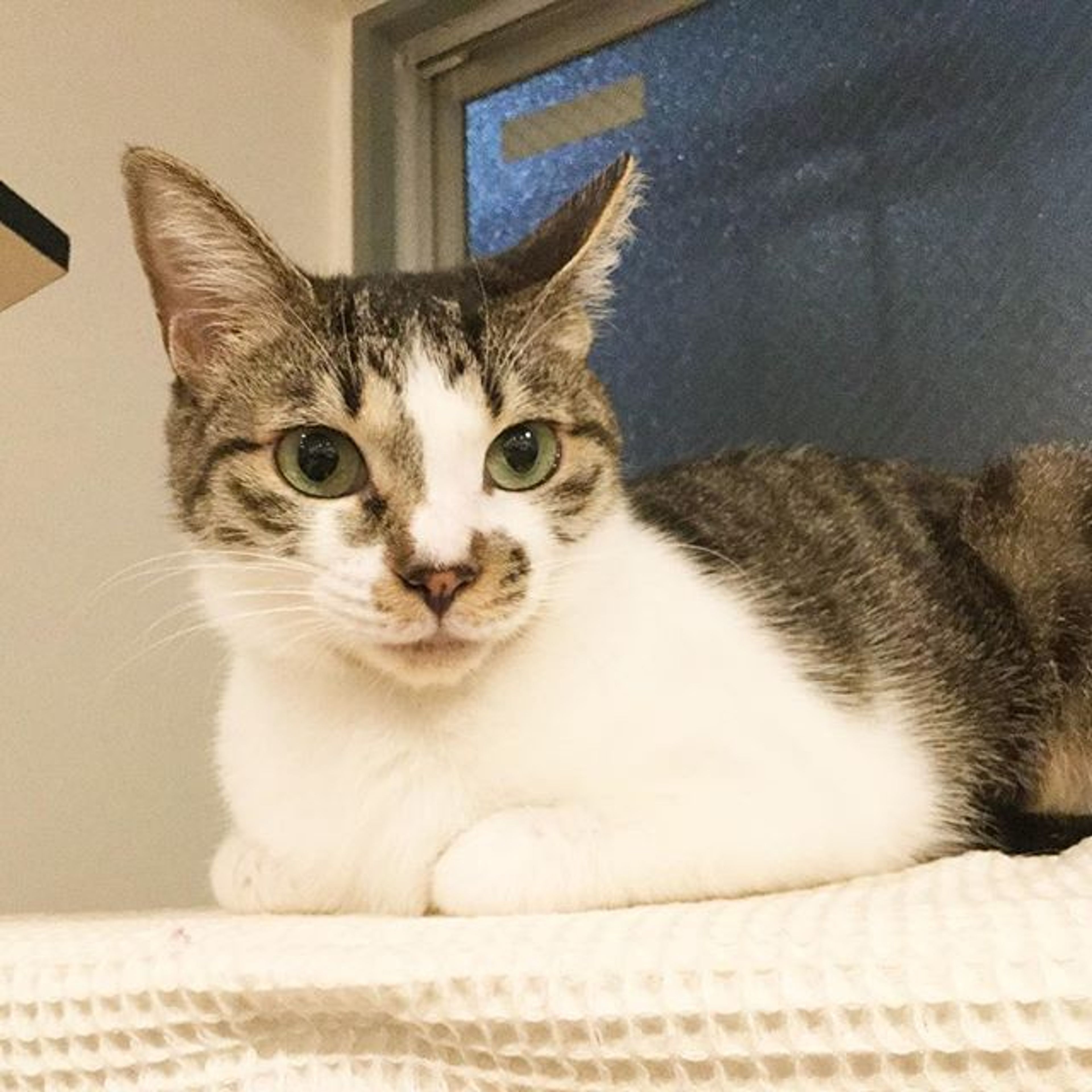 雑種（ミックス猫）・オスの里親募集の写真