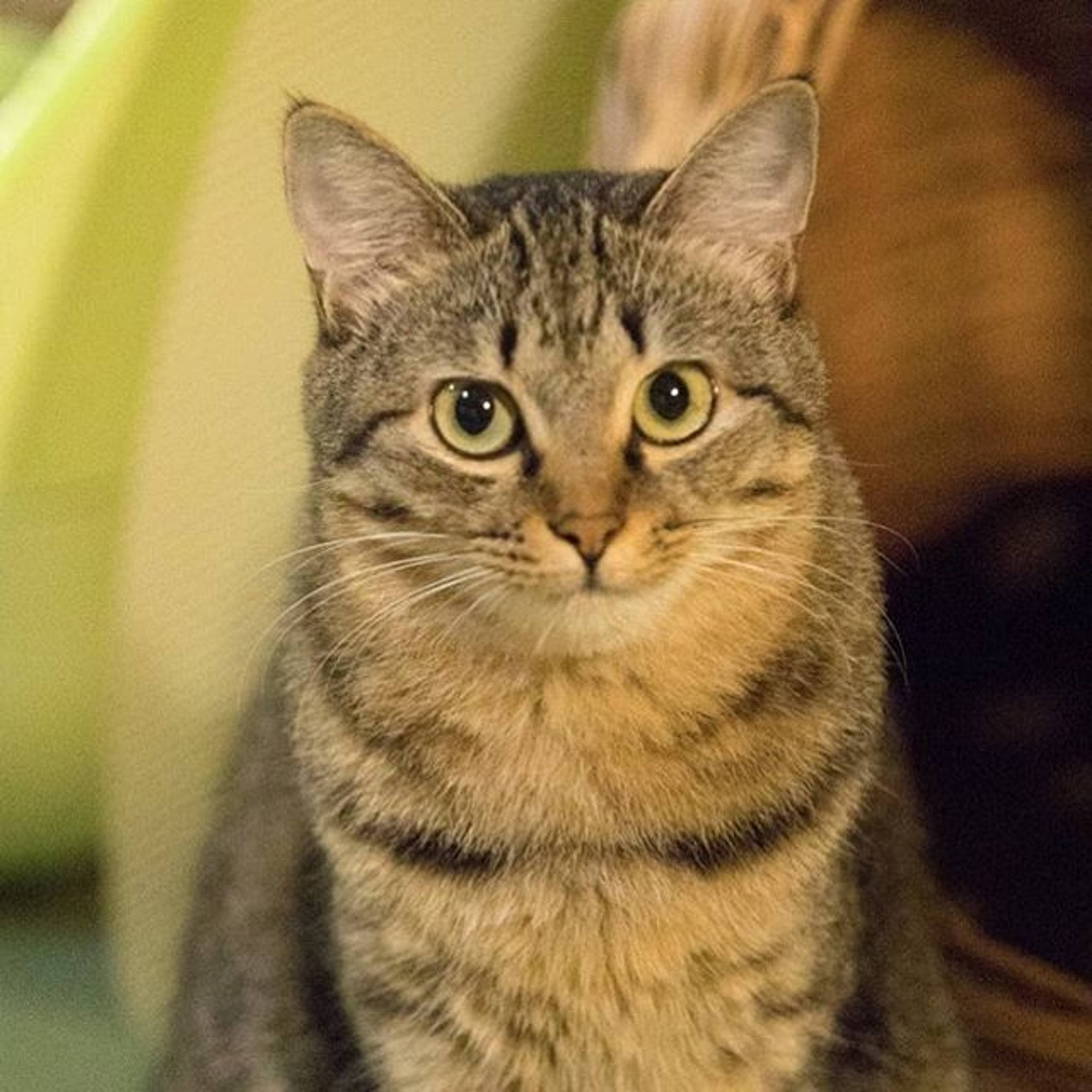 雑種（ミックス猫）・メスの里親募集の写真