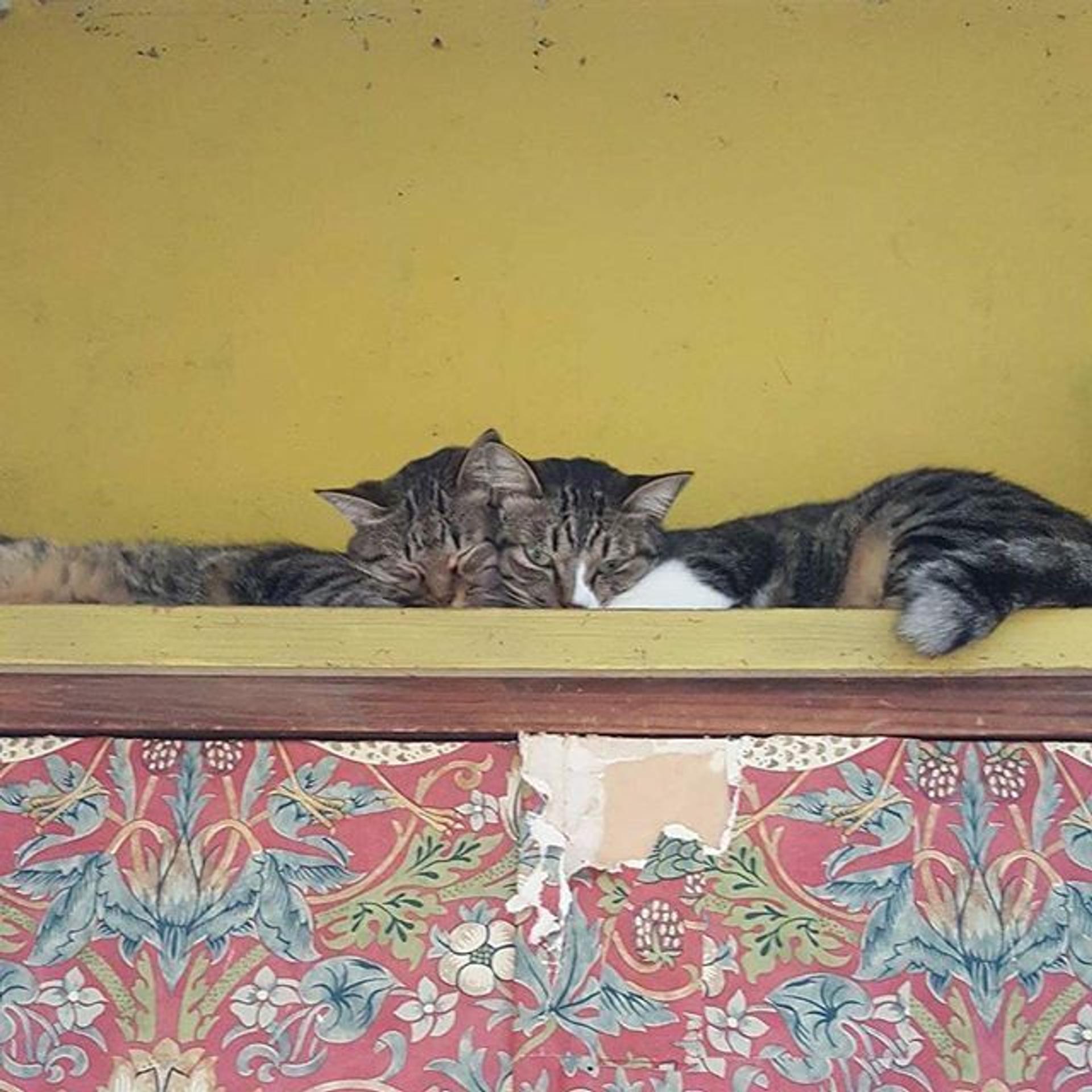pet-image-2