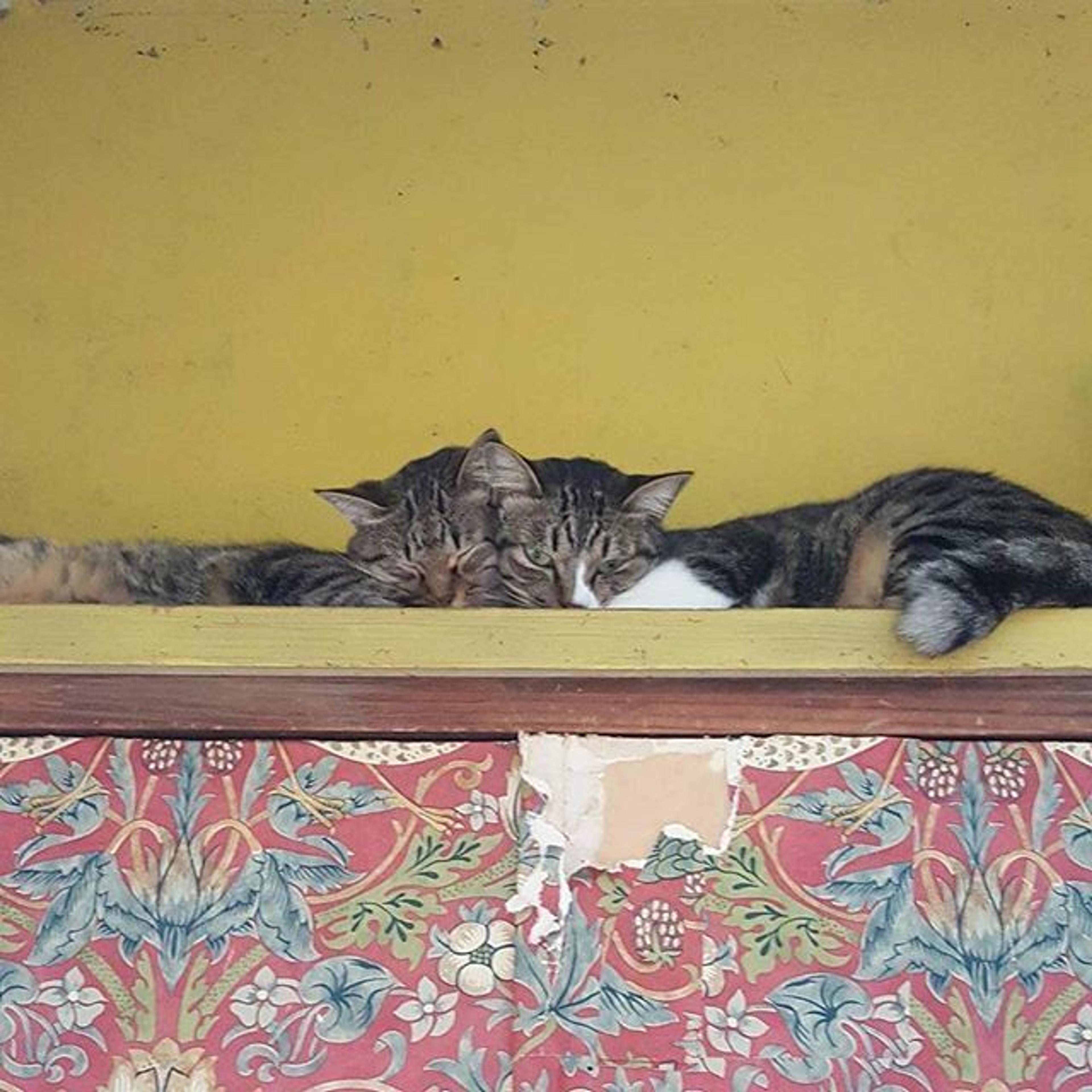 pet-image-2