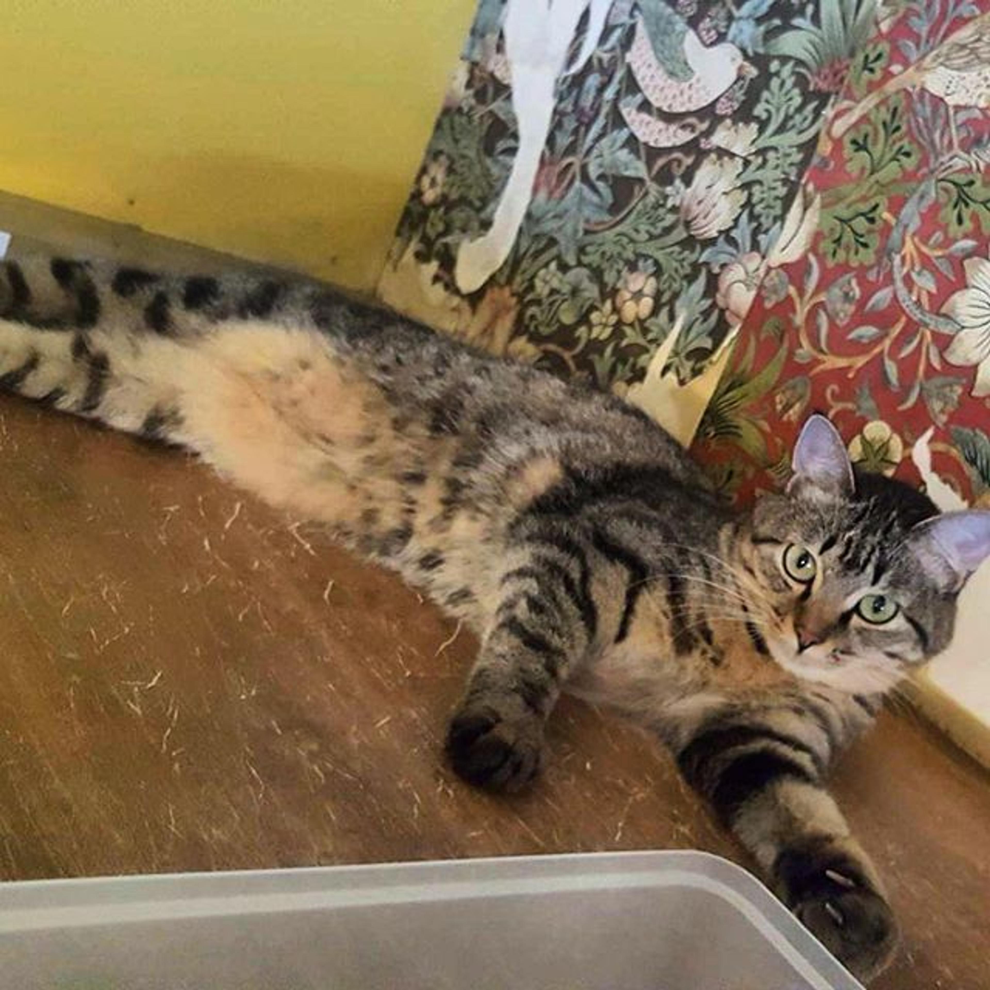 pet-image-3