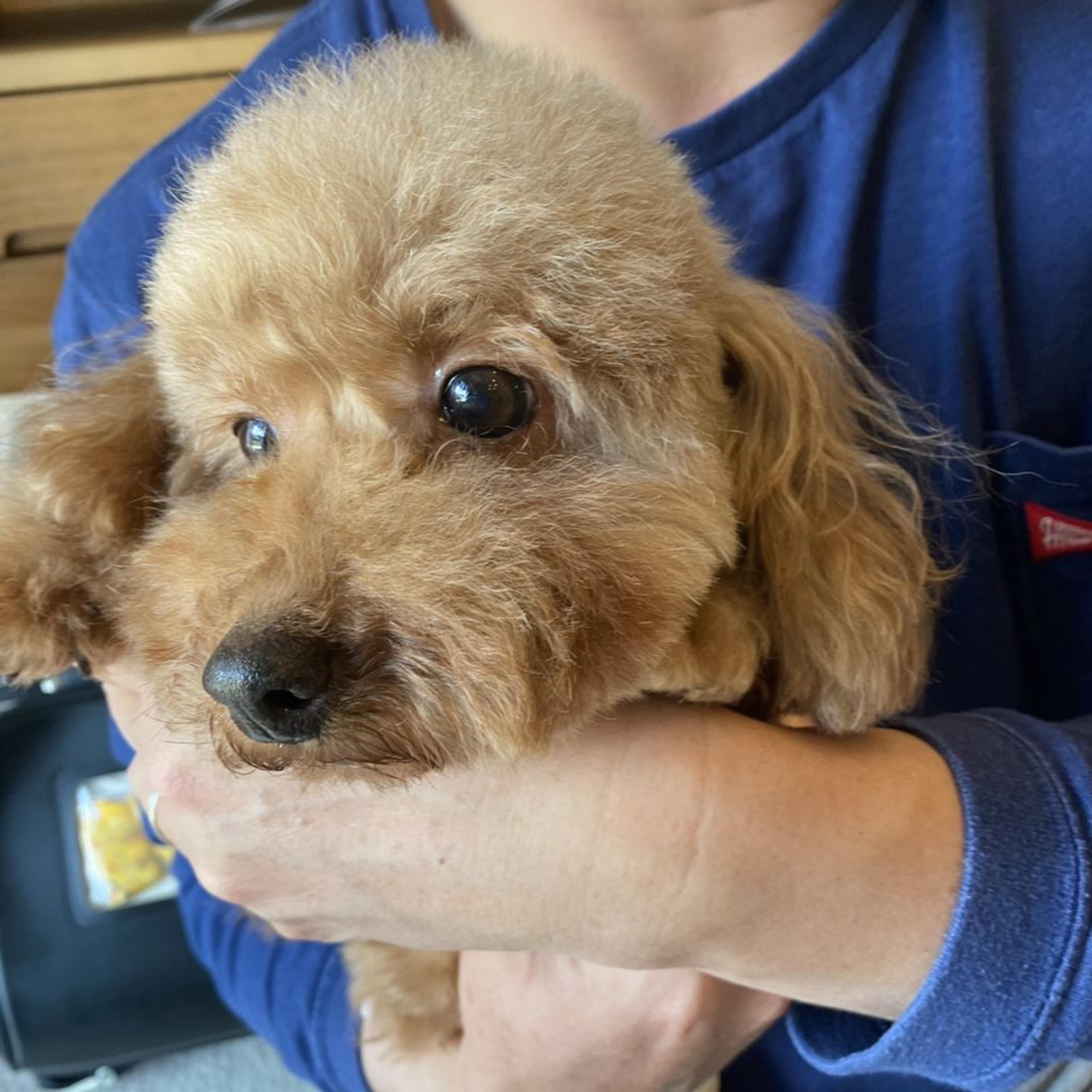 pet-image-2