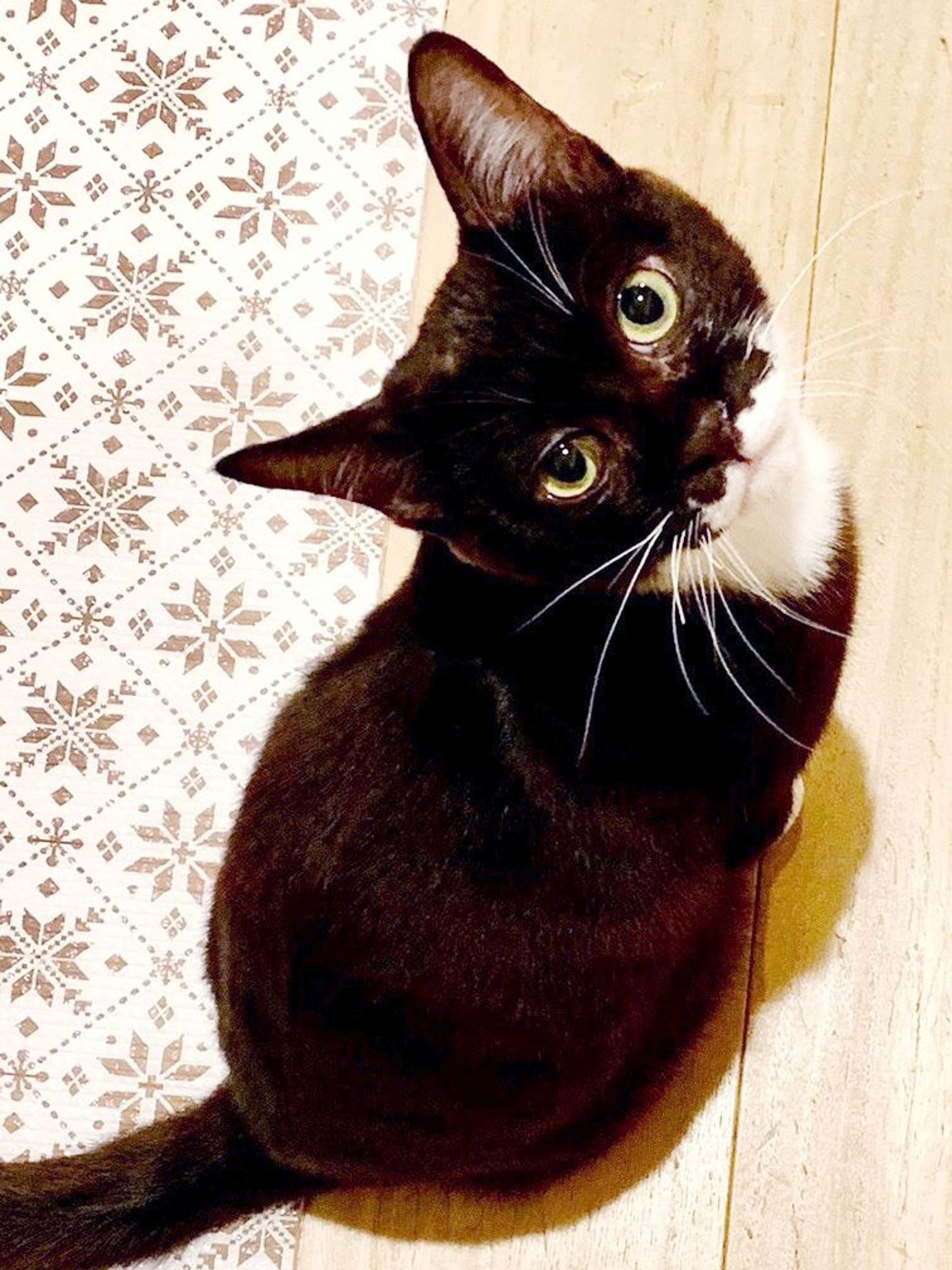 雑種（ミックス猫）・オスの里親募集の写真