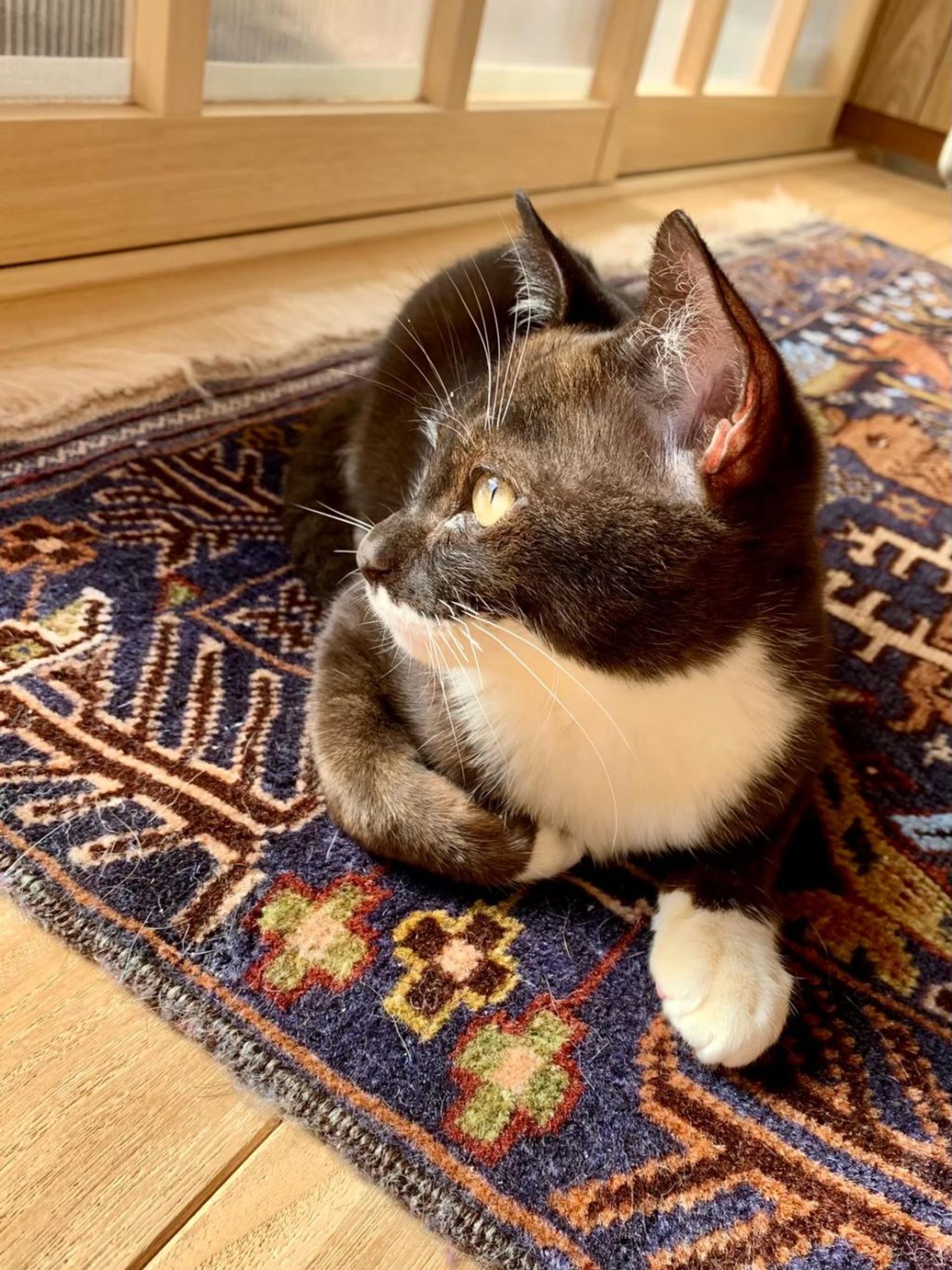pet-image-9