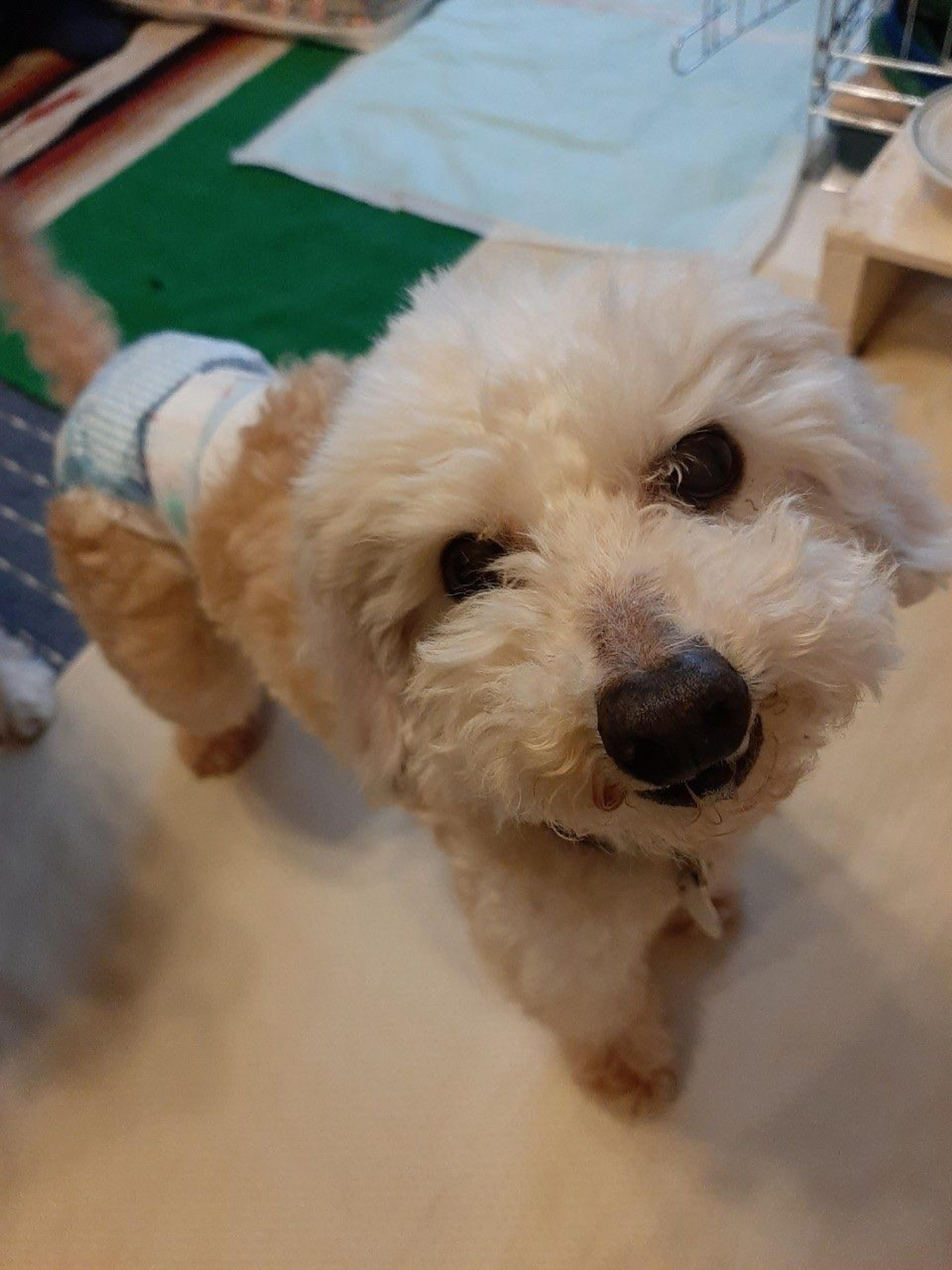 pet-image-2