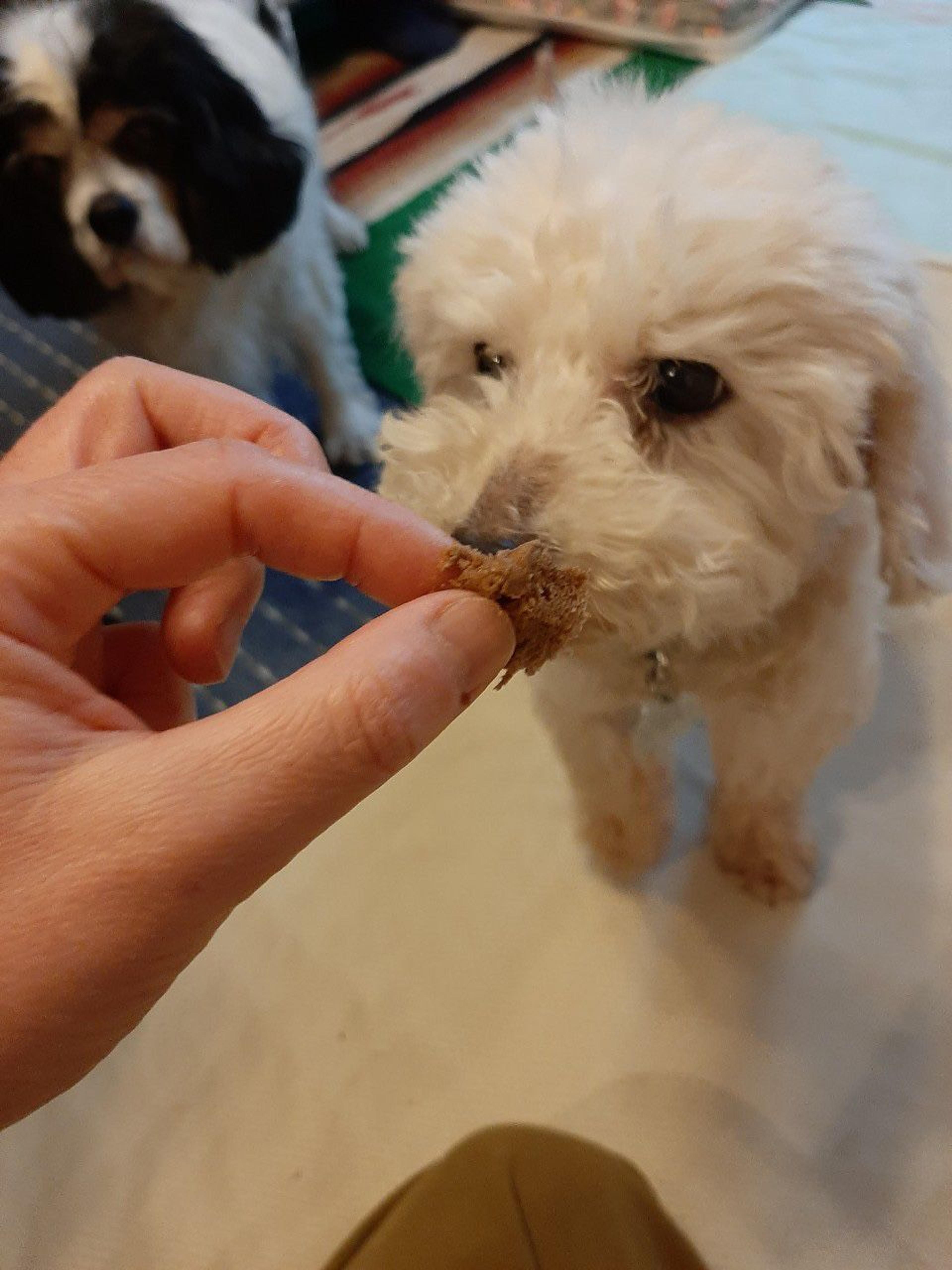 pet-image-3