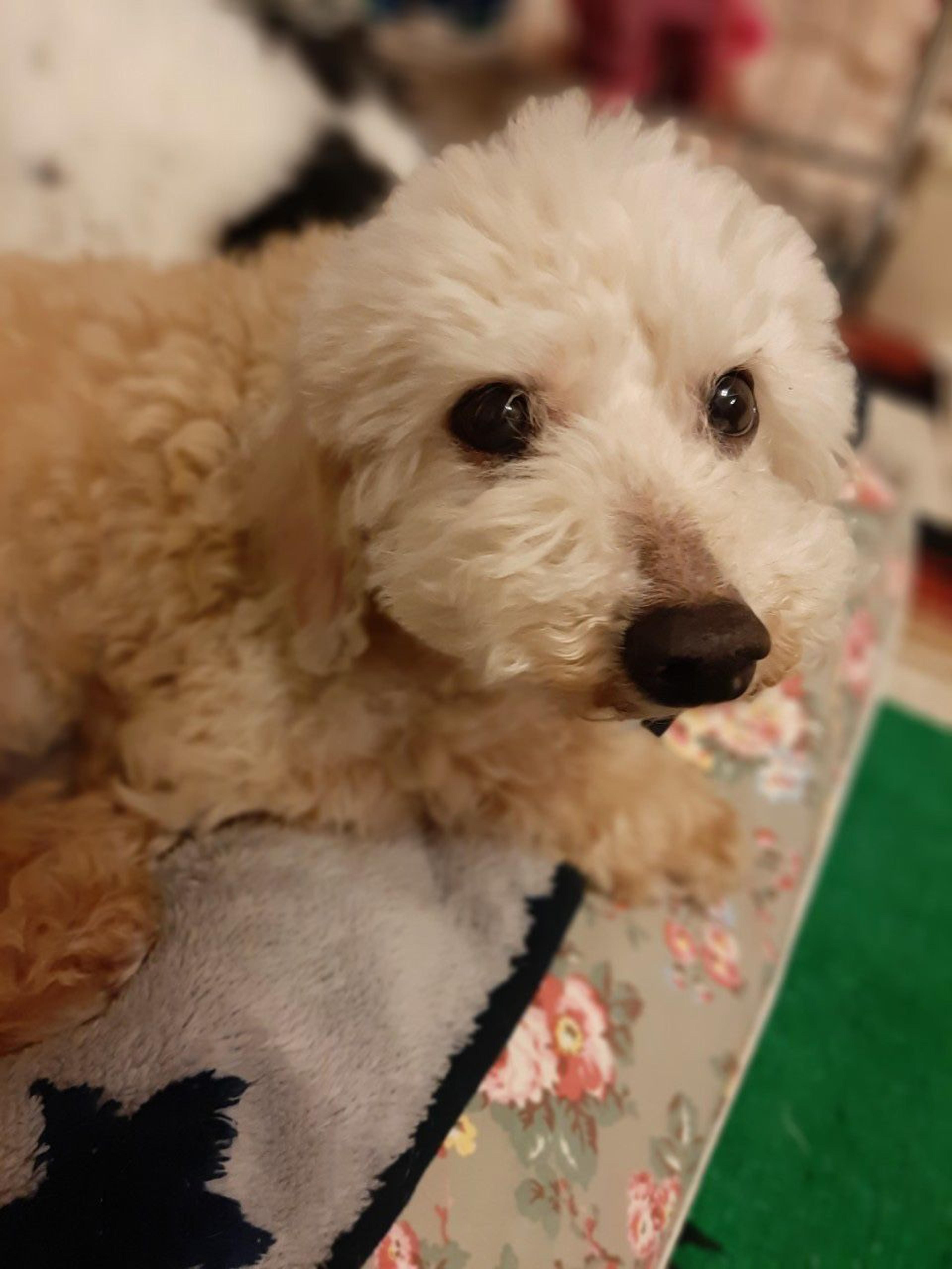 pet-image-4