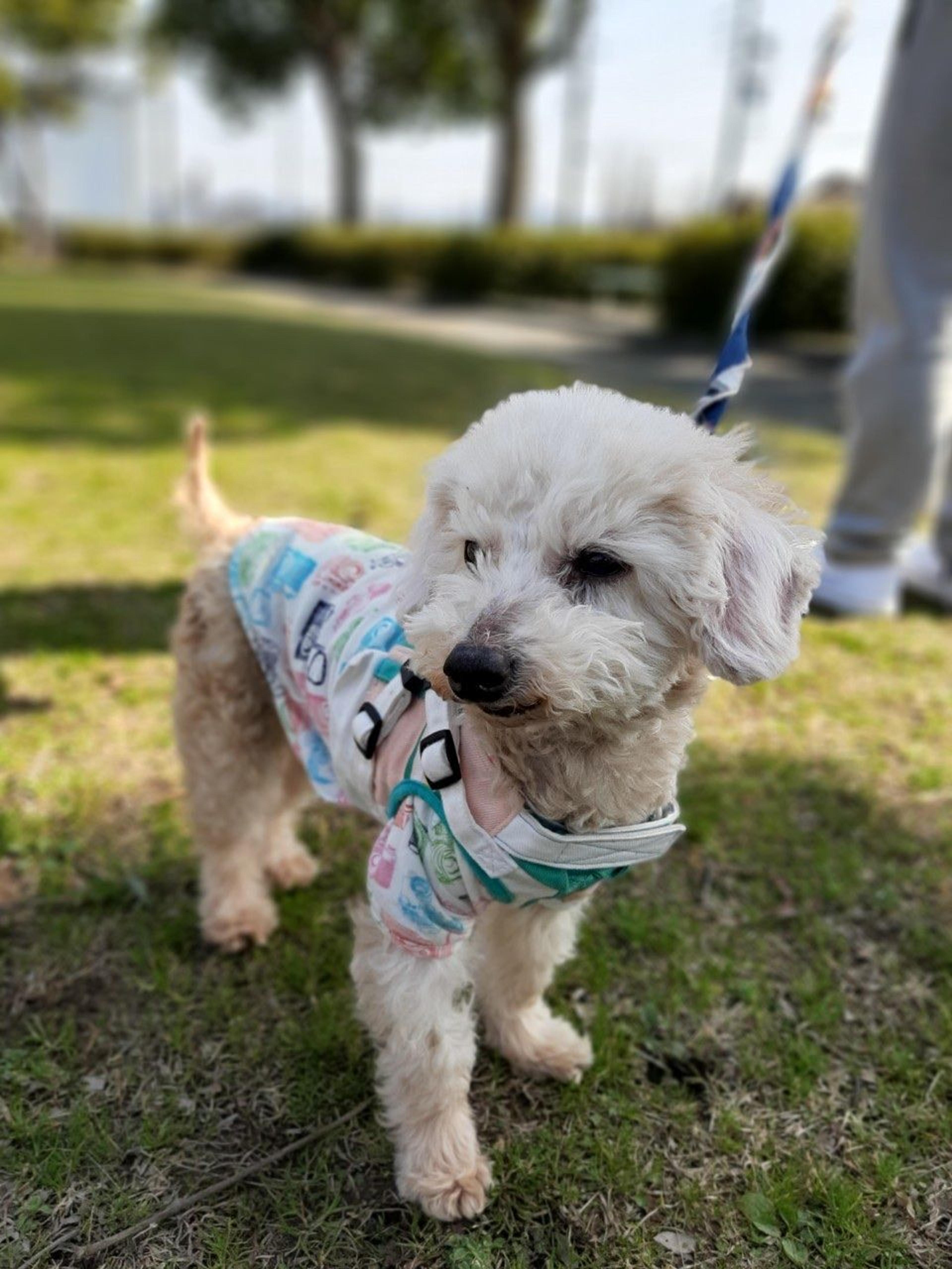 pet-image-5