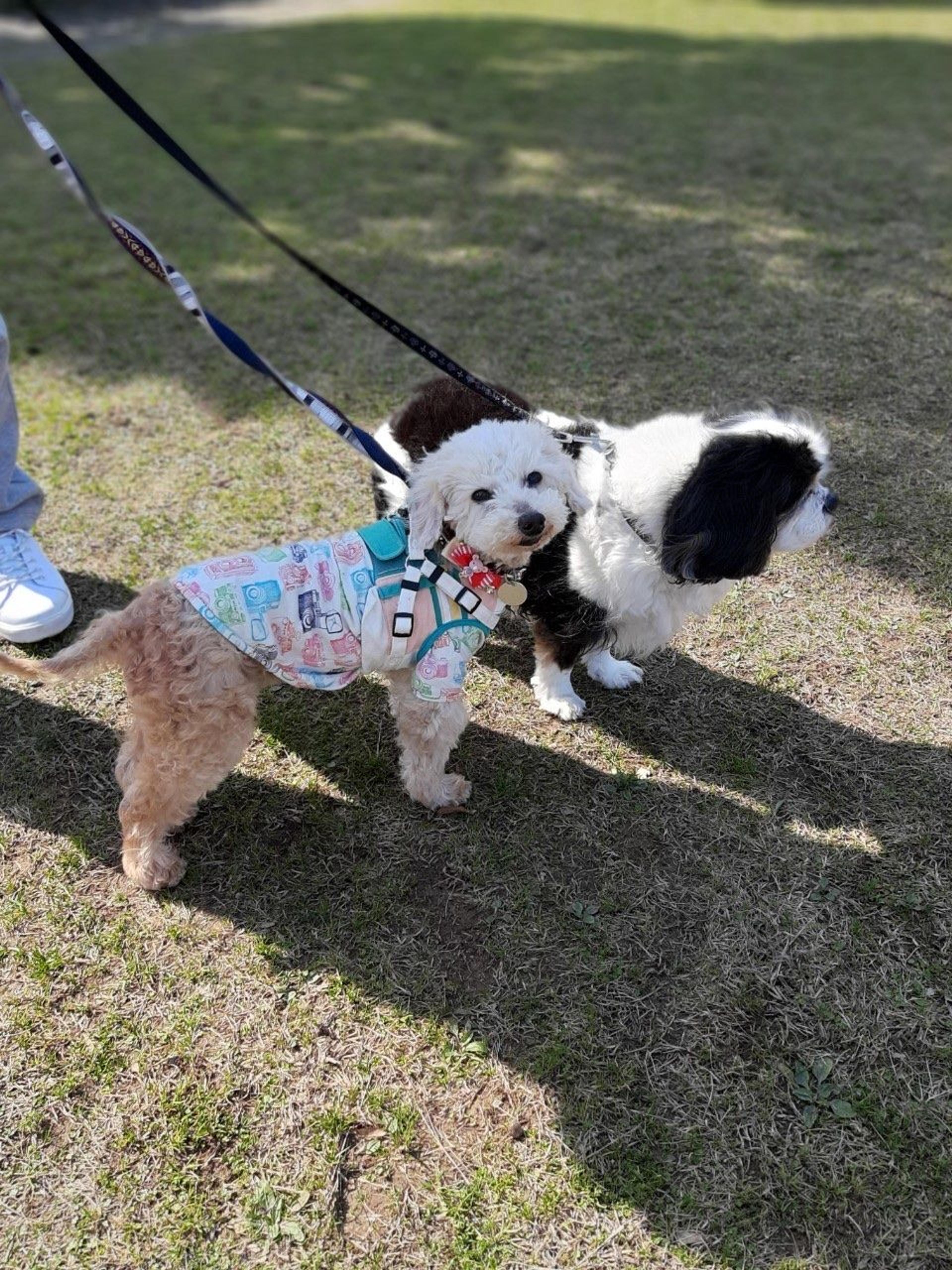 pet-image-6