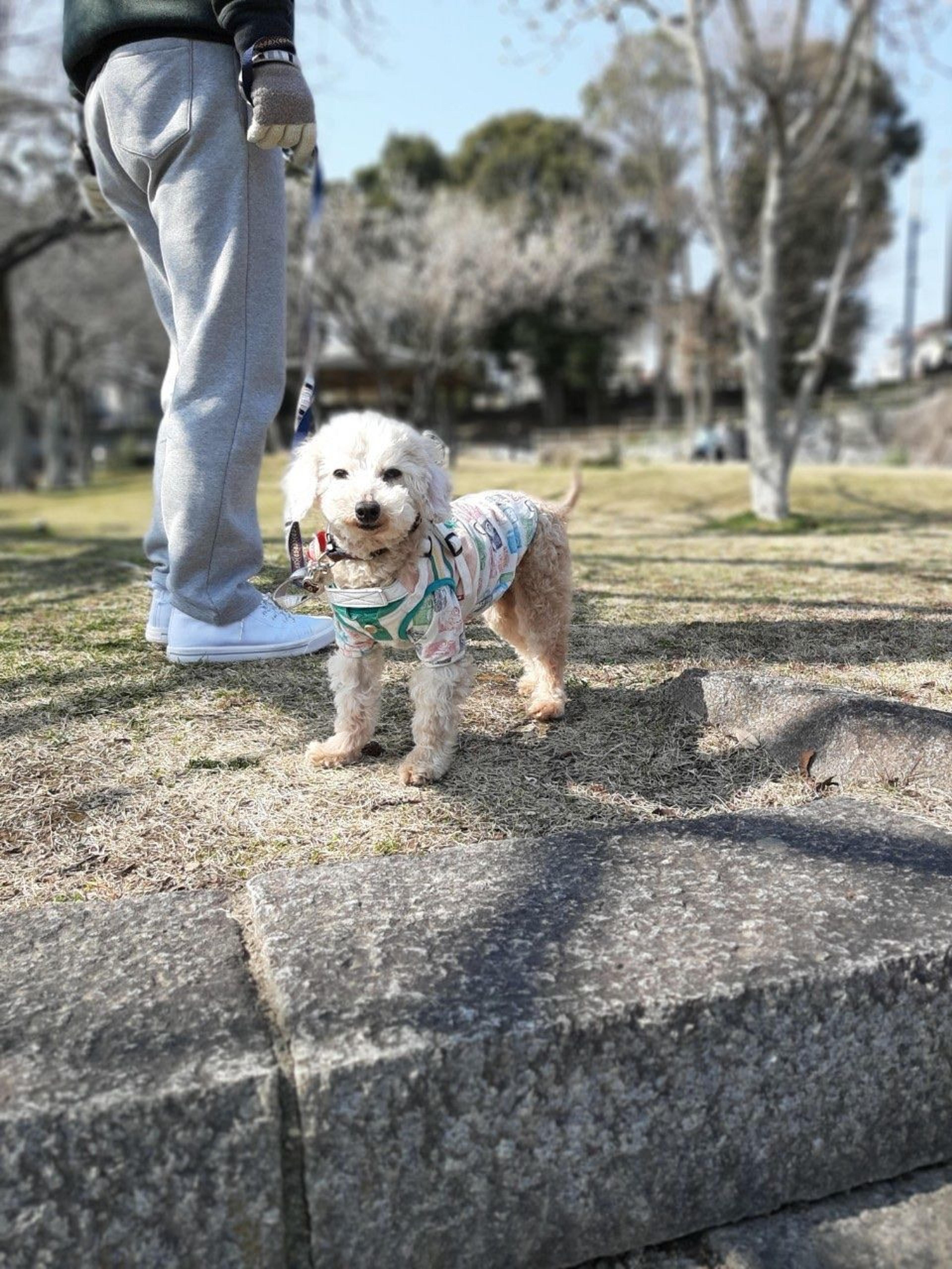 pet-image-7