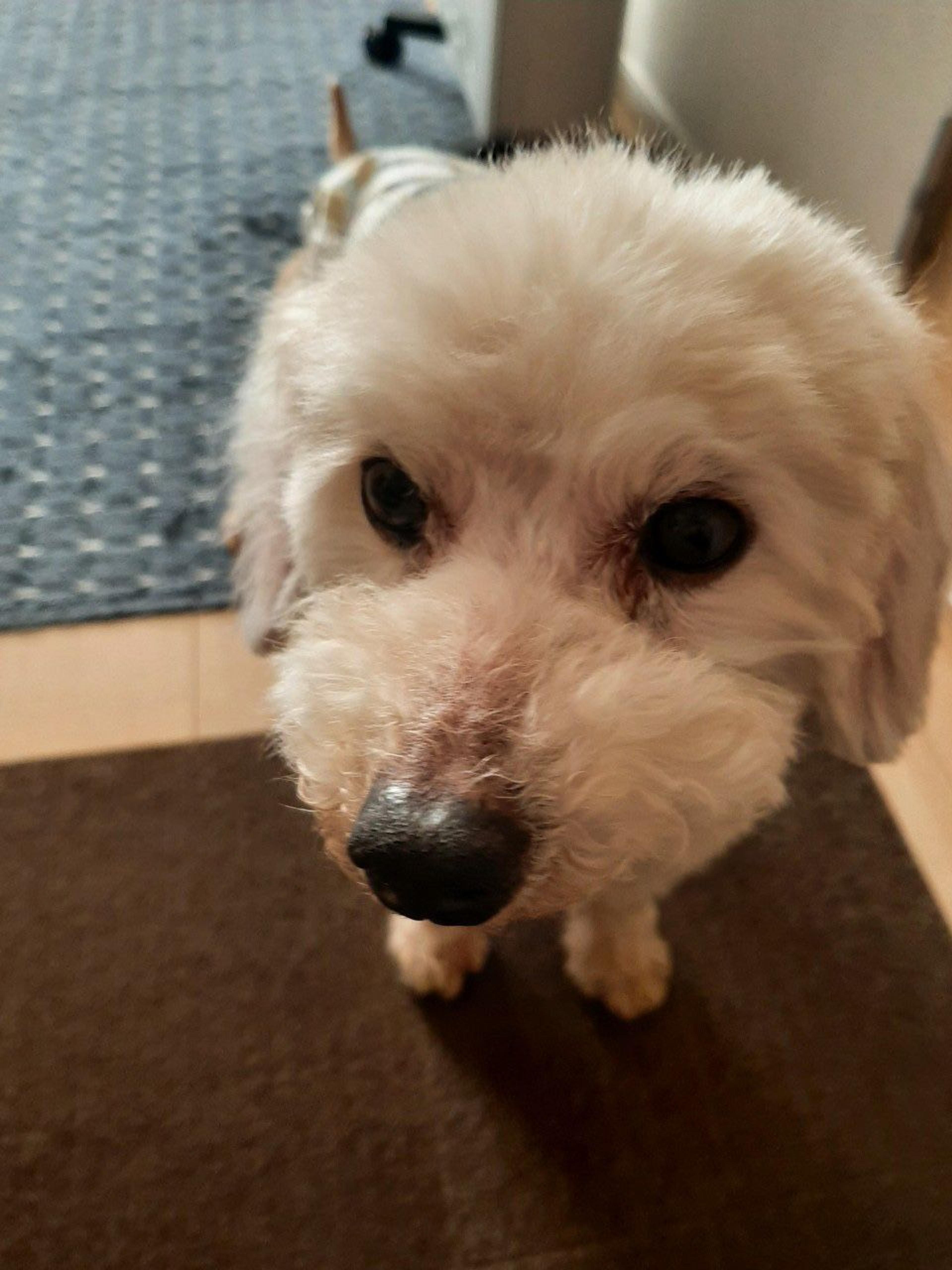 pet-image-8