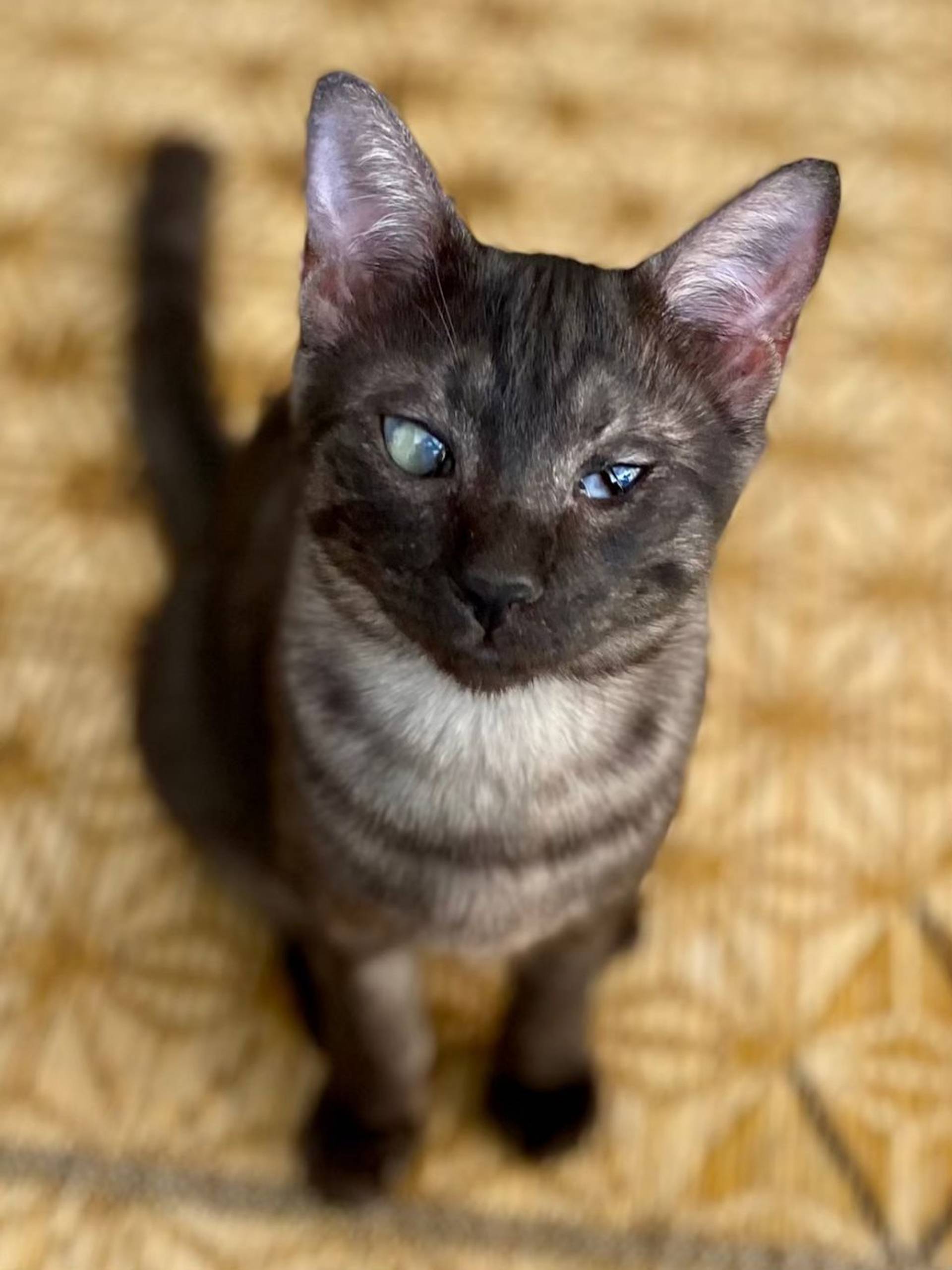 雑種（ミックス猫）・メスの里親募集の写真