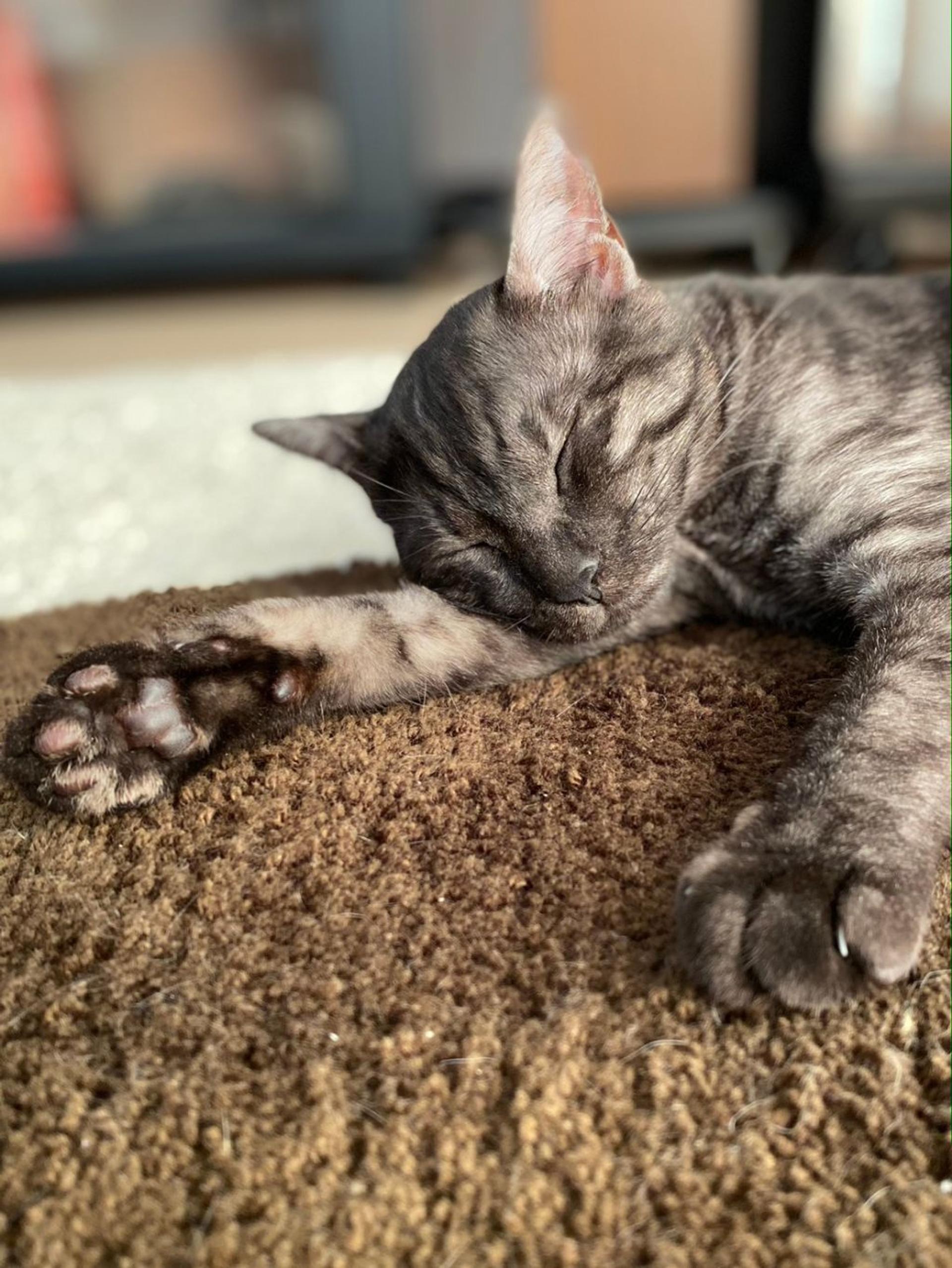 pet-image-3