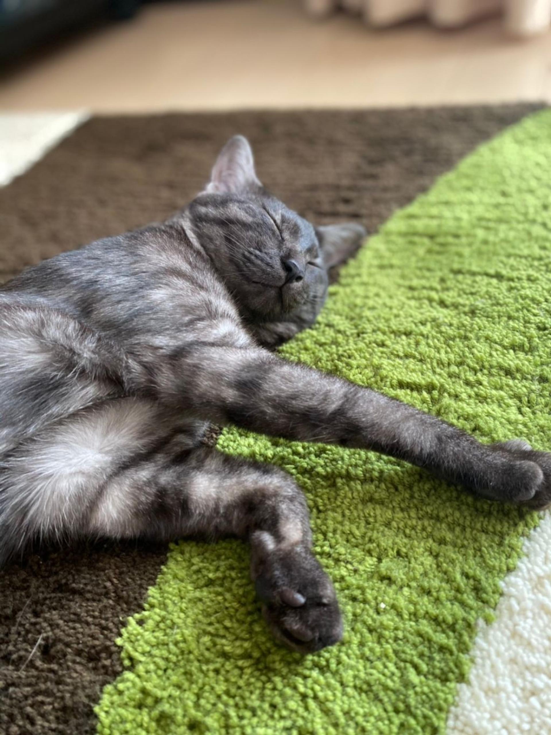 pet-image-8