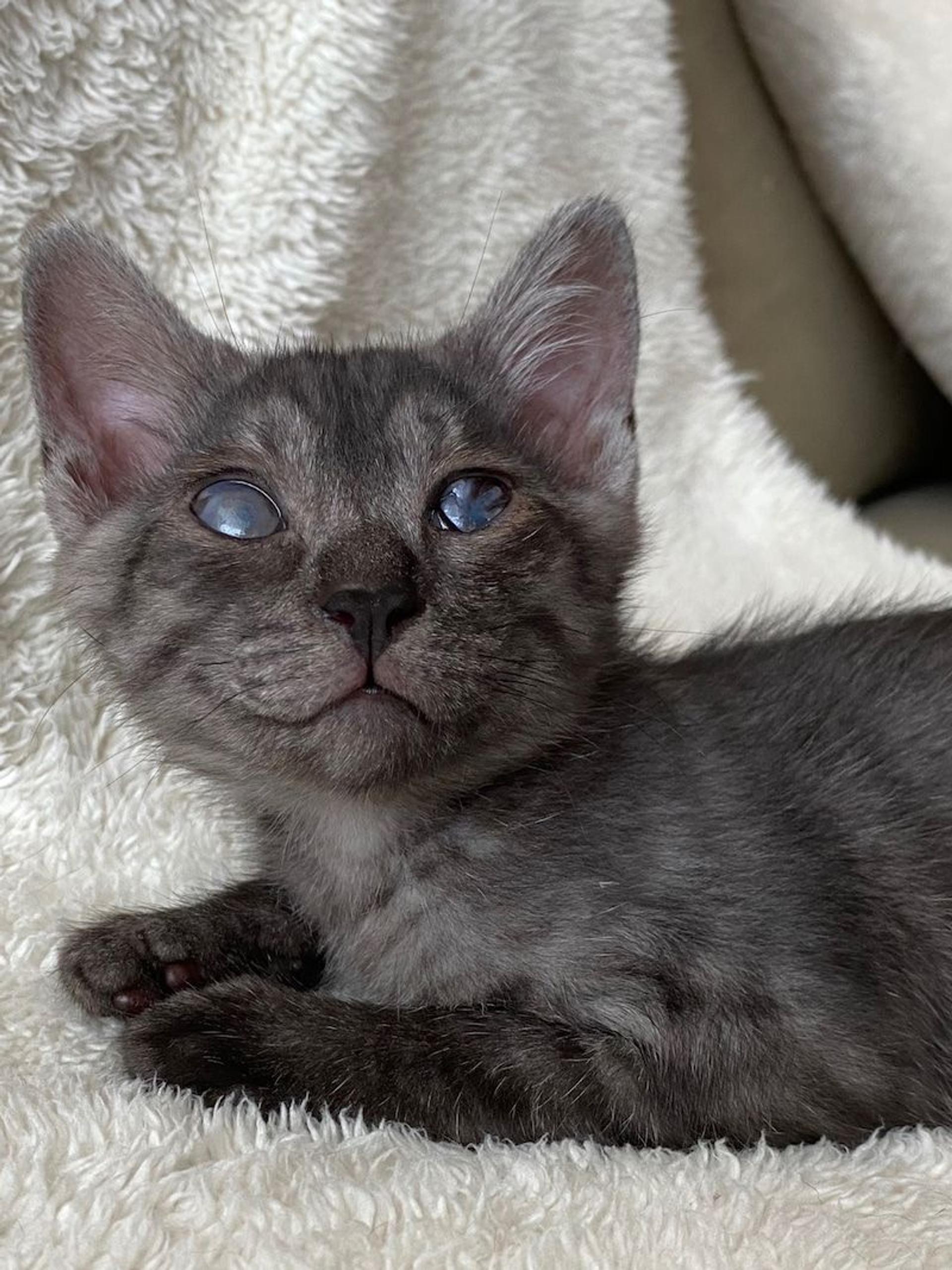 pet-image-2