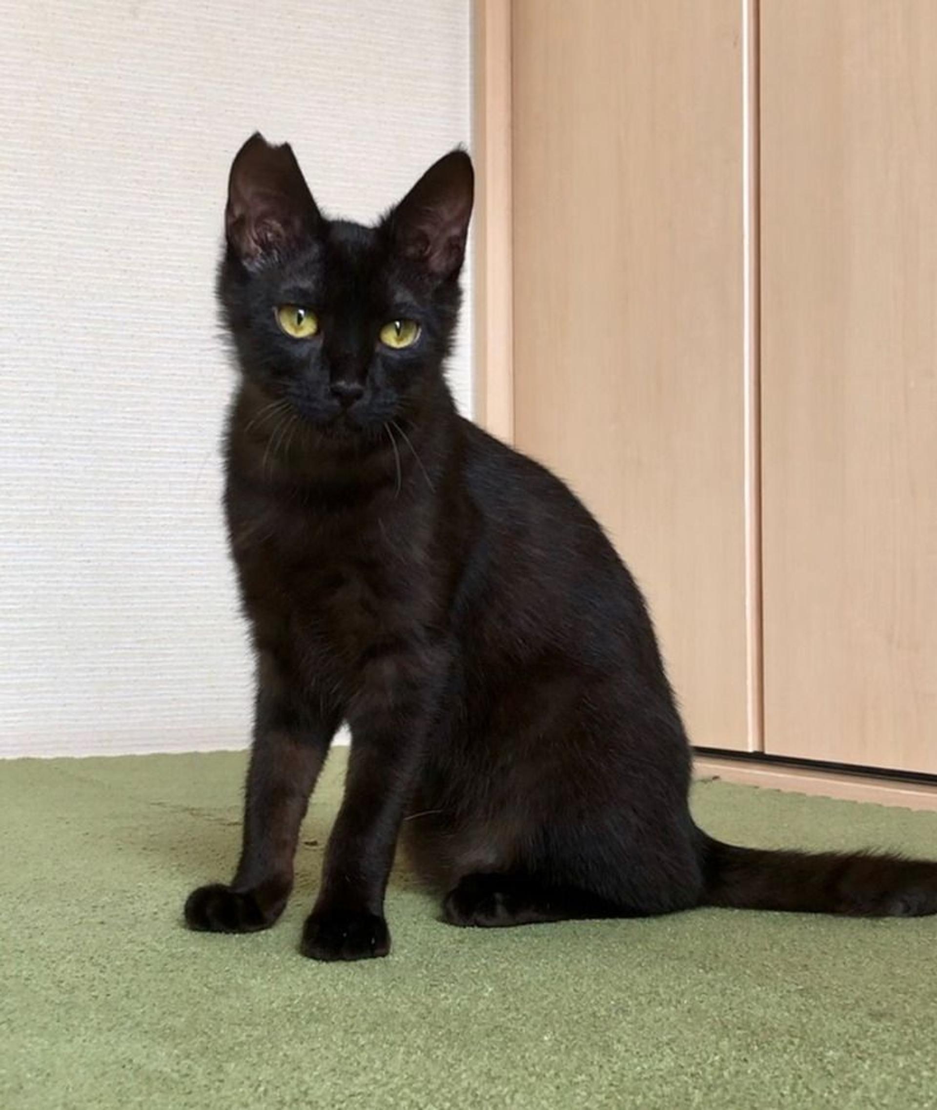 pet-image-4