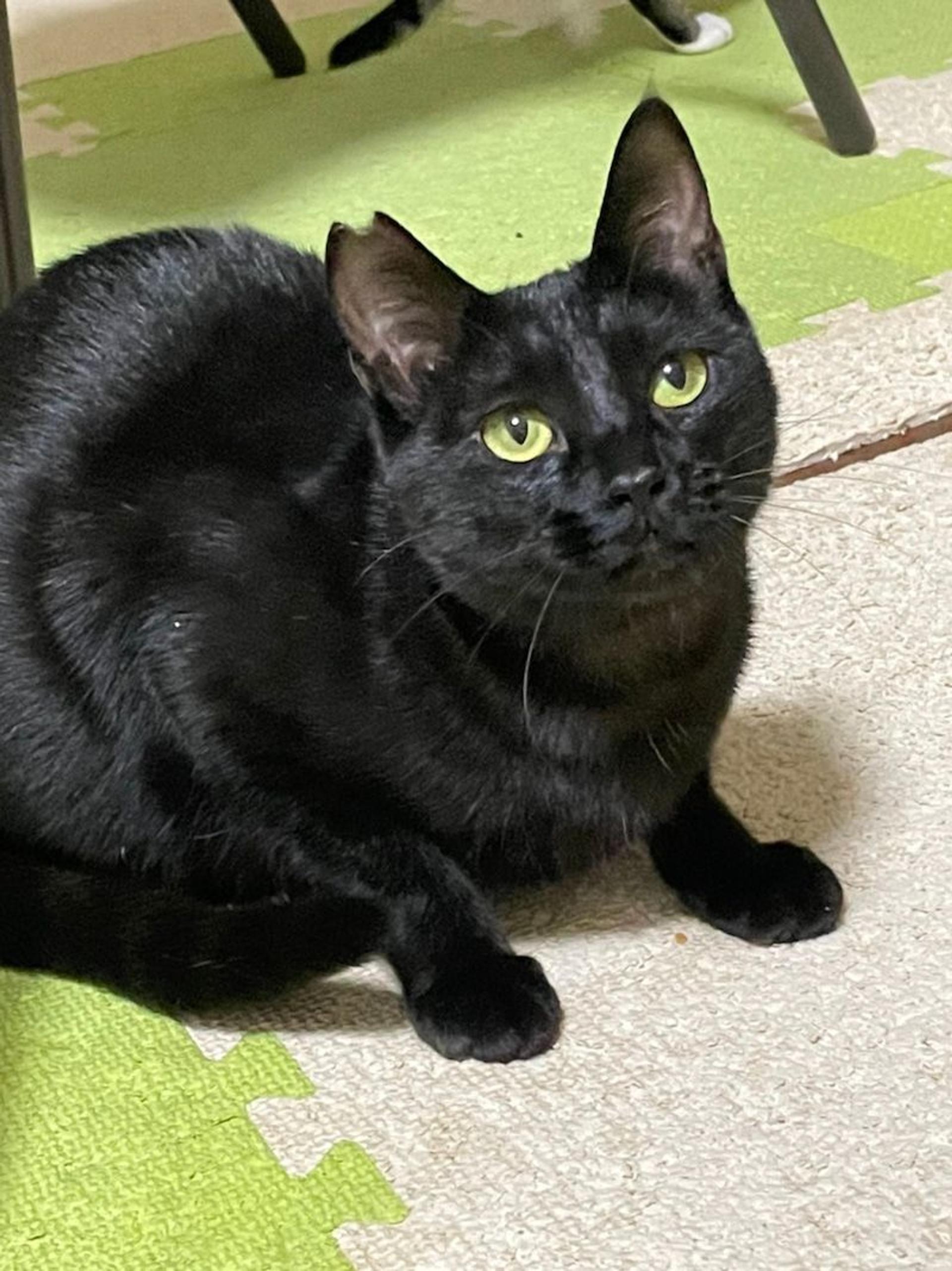 pet-image-7