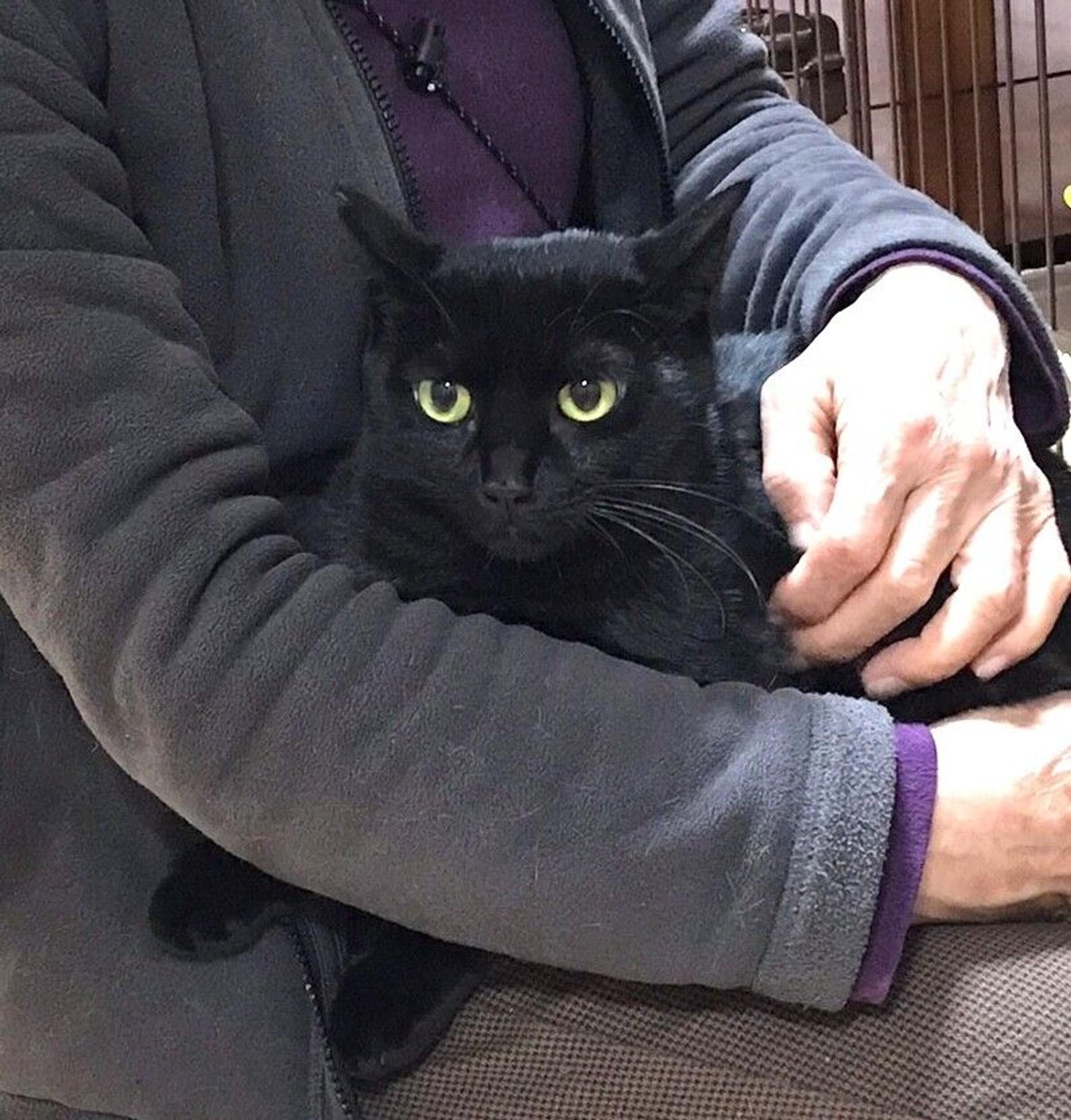 pet-image-9