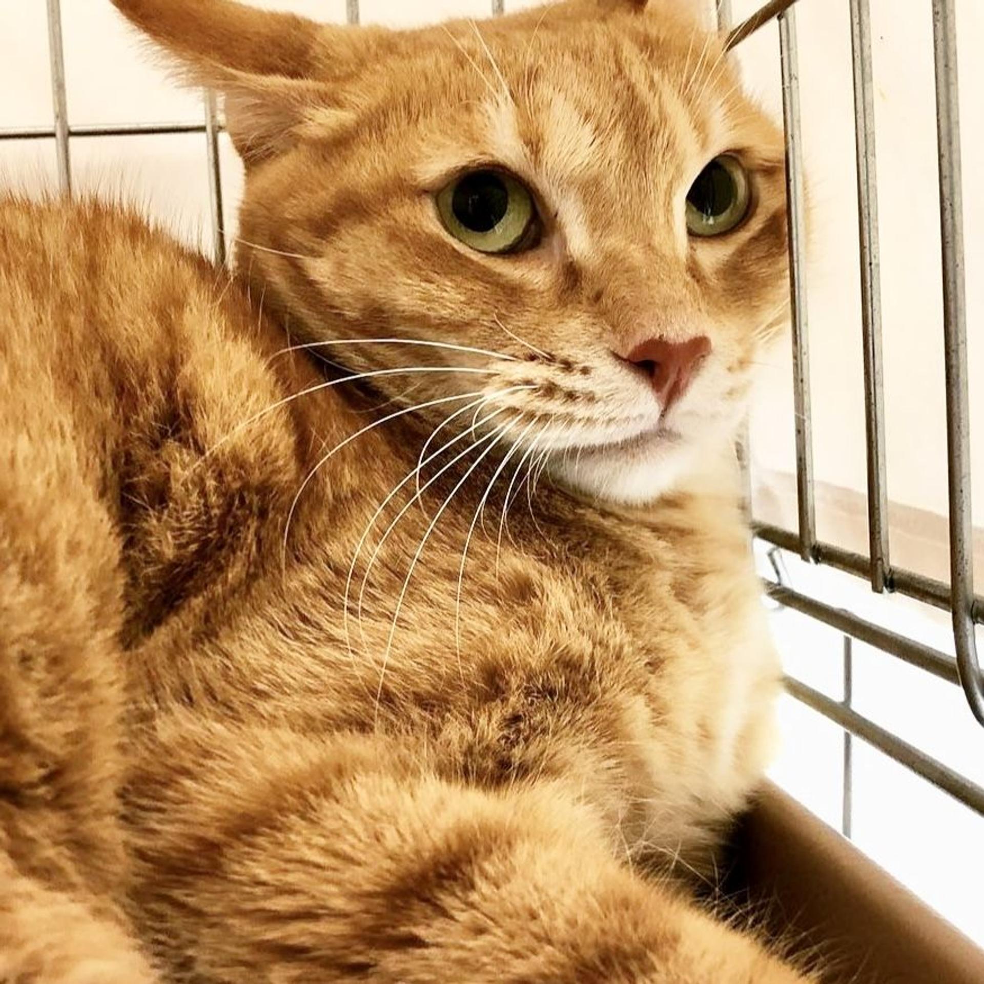 pet-image-7