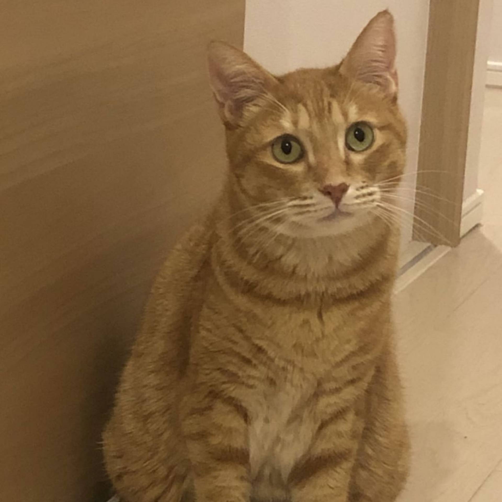 雑種（ミックス猫）・オスの里親募集の写真
