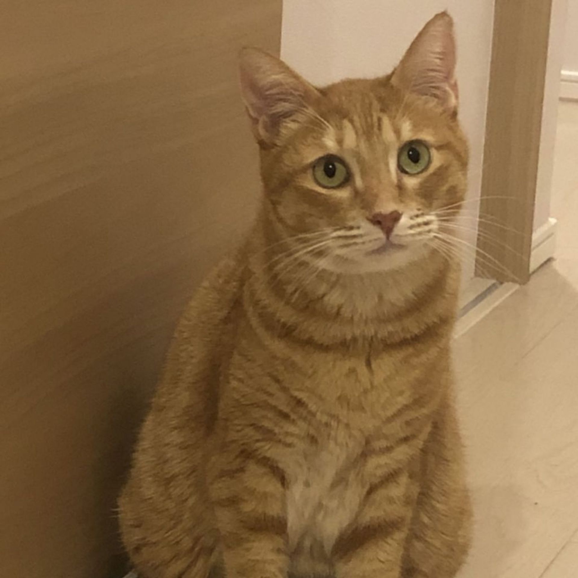 雑種（ミックス猫）・オスの里親募集の写真