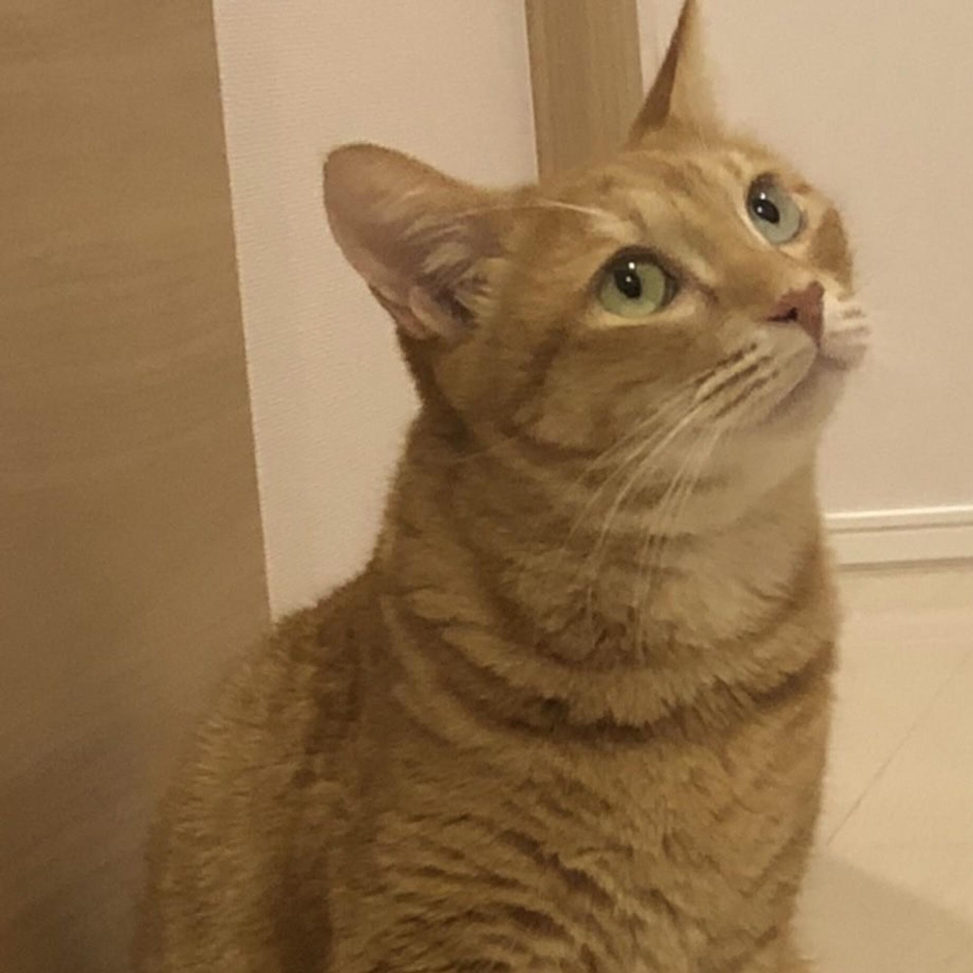 pet-image-2