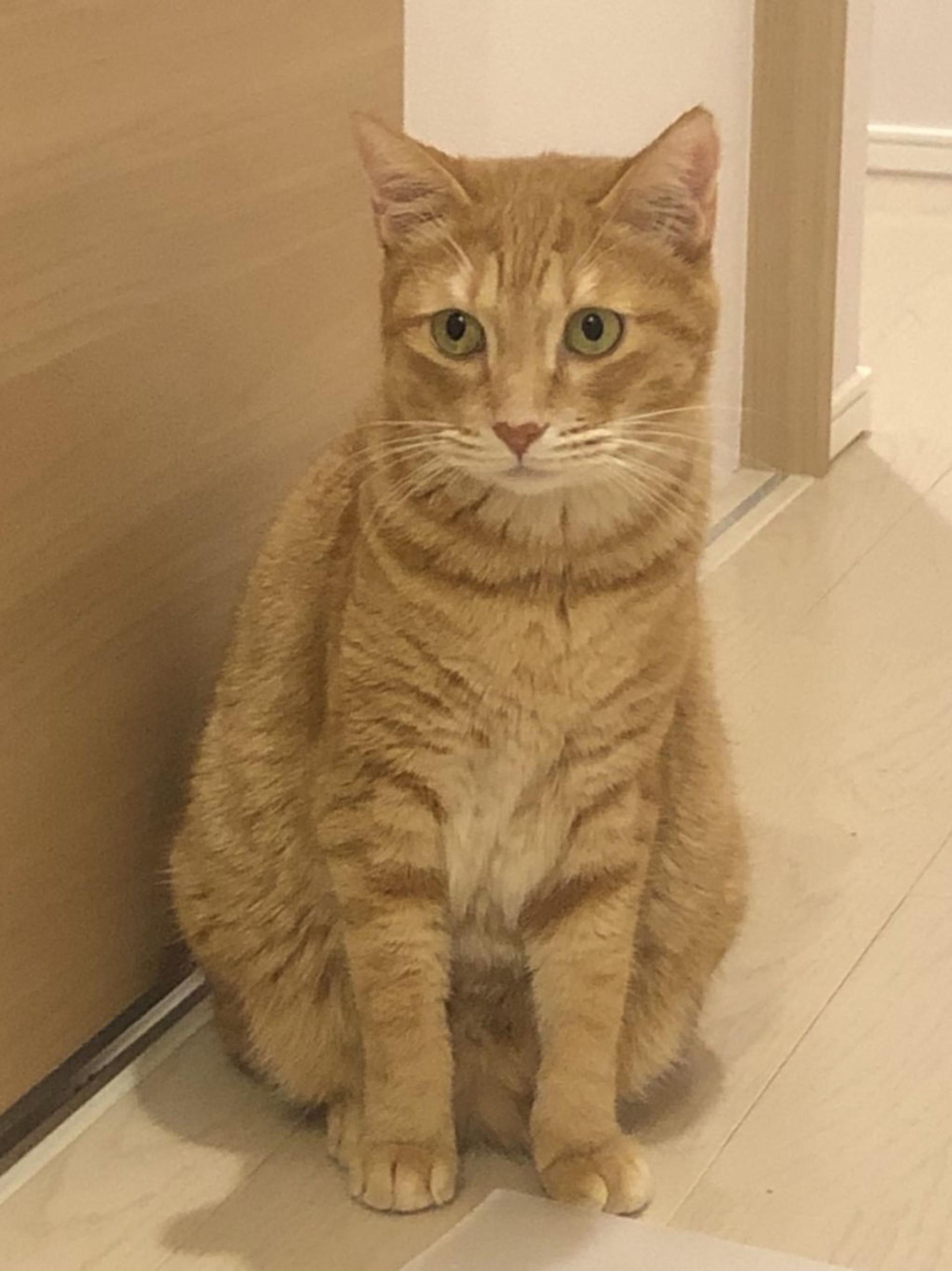 pet-image-4