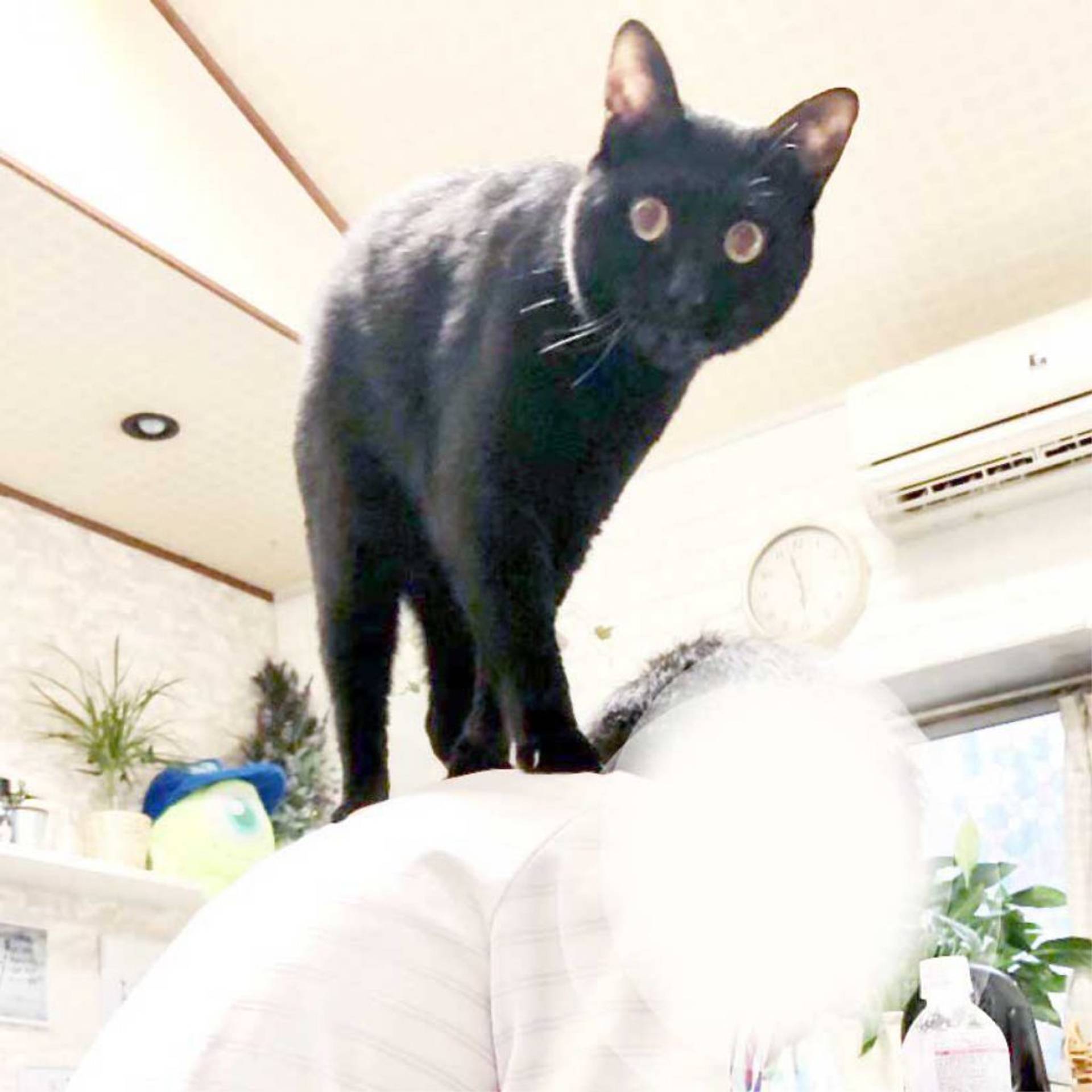 雑種（ミックス猫）・オスの里親募集の写真