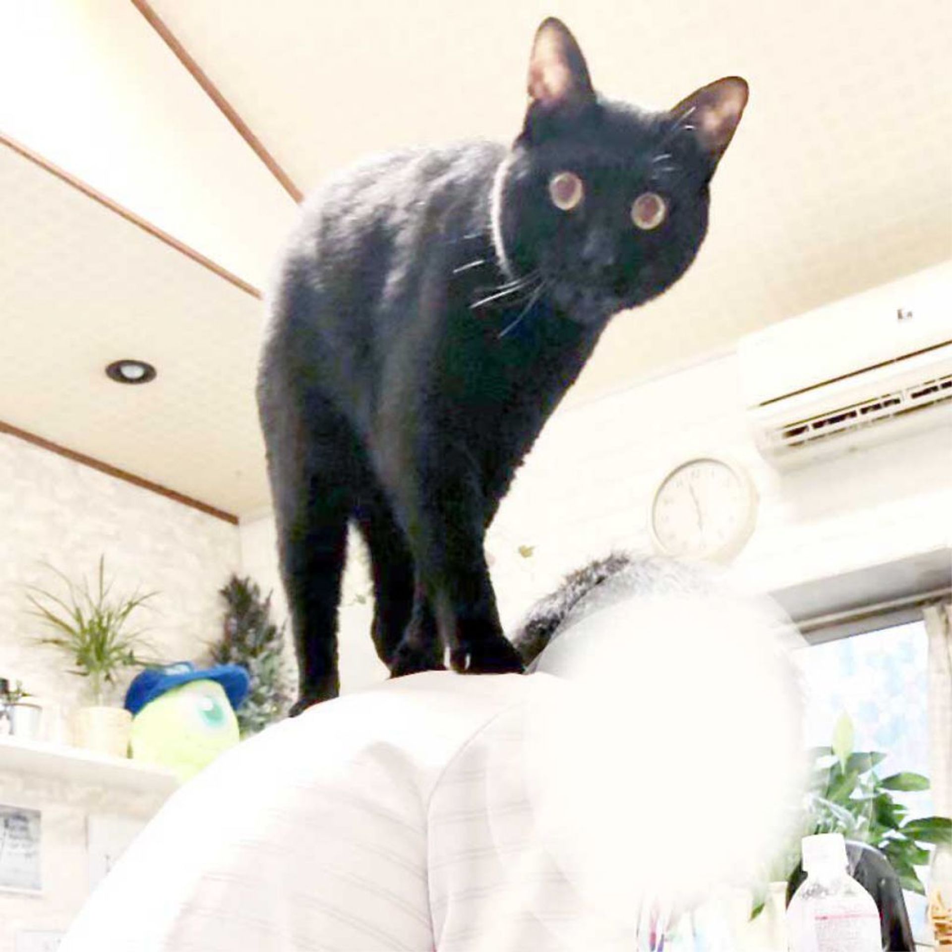 雑種（ミックス猫）・オスの里親募集の写真