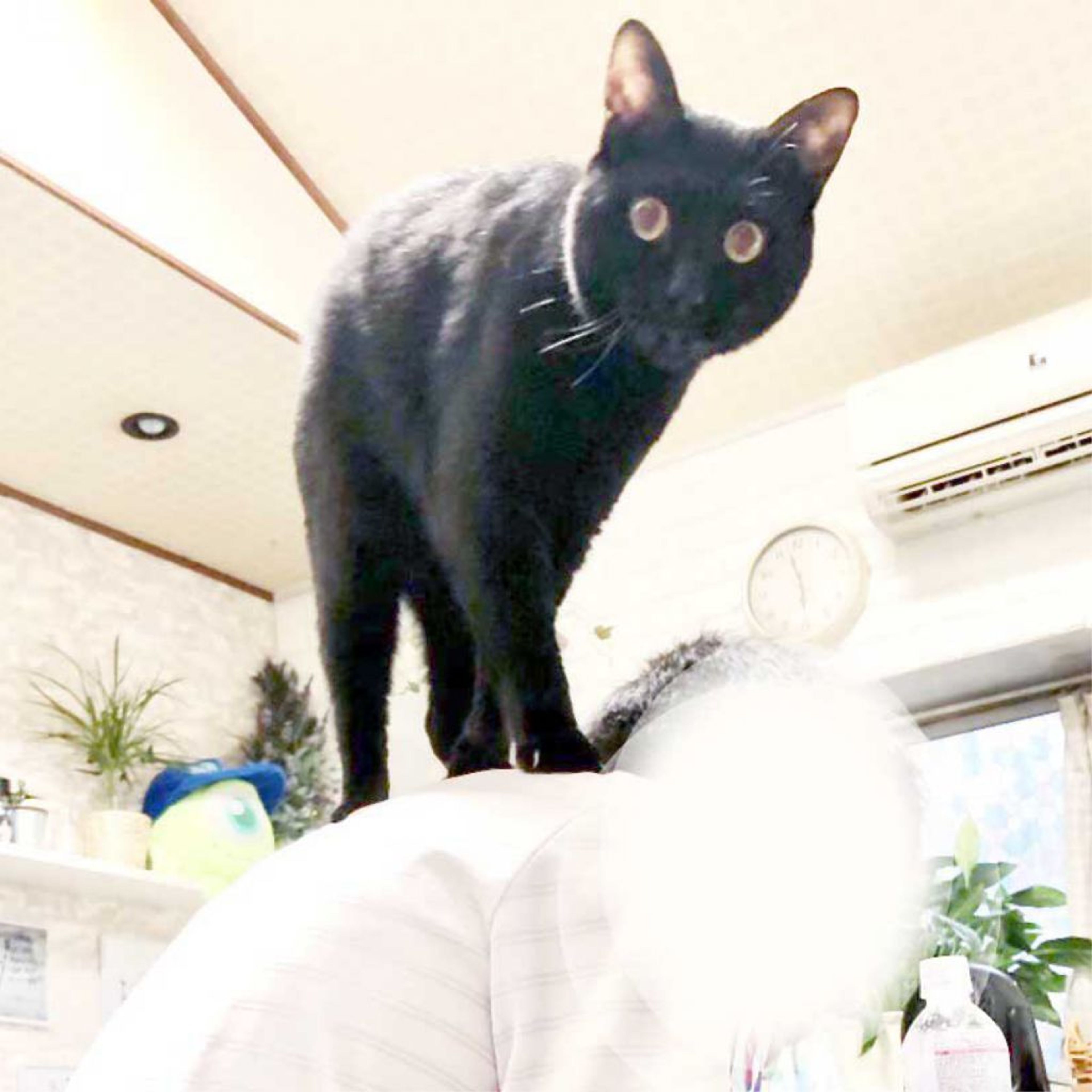 雑種（ミックス猫）・オスの里親募集の写真
