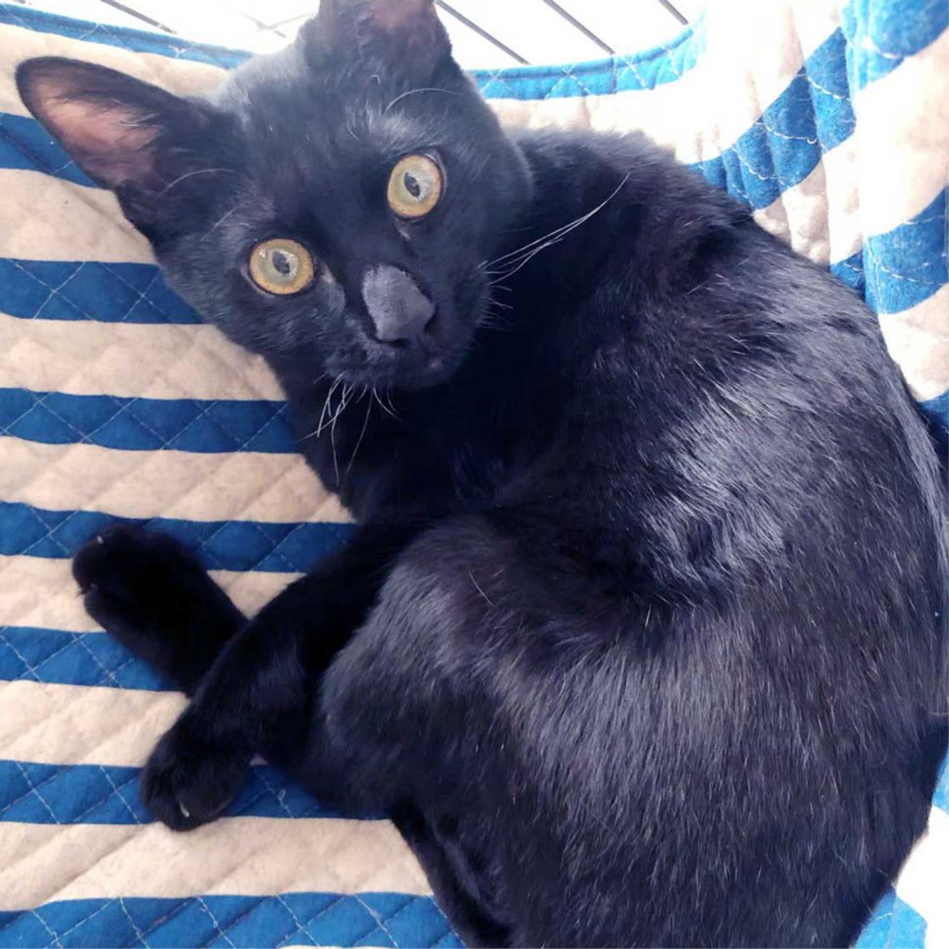 pet-image-3