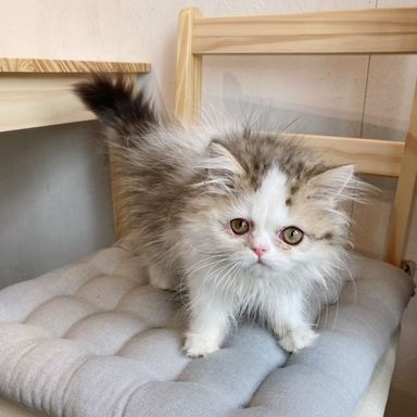 ミント