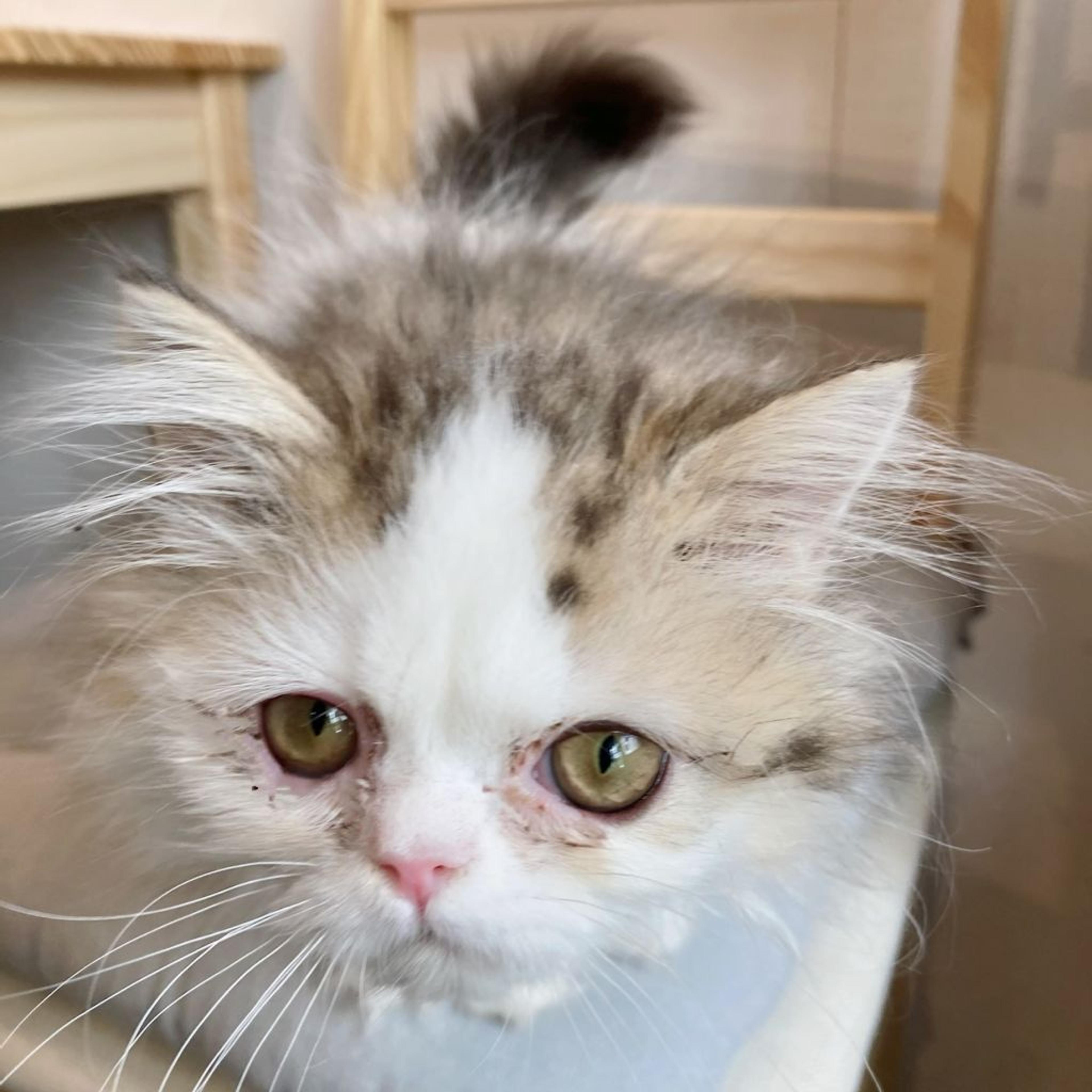 pet-image-2