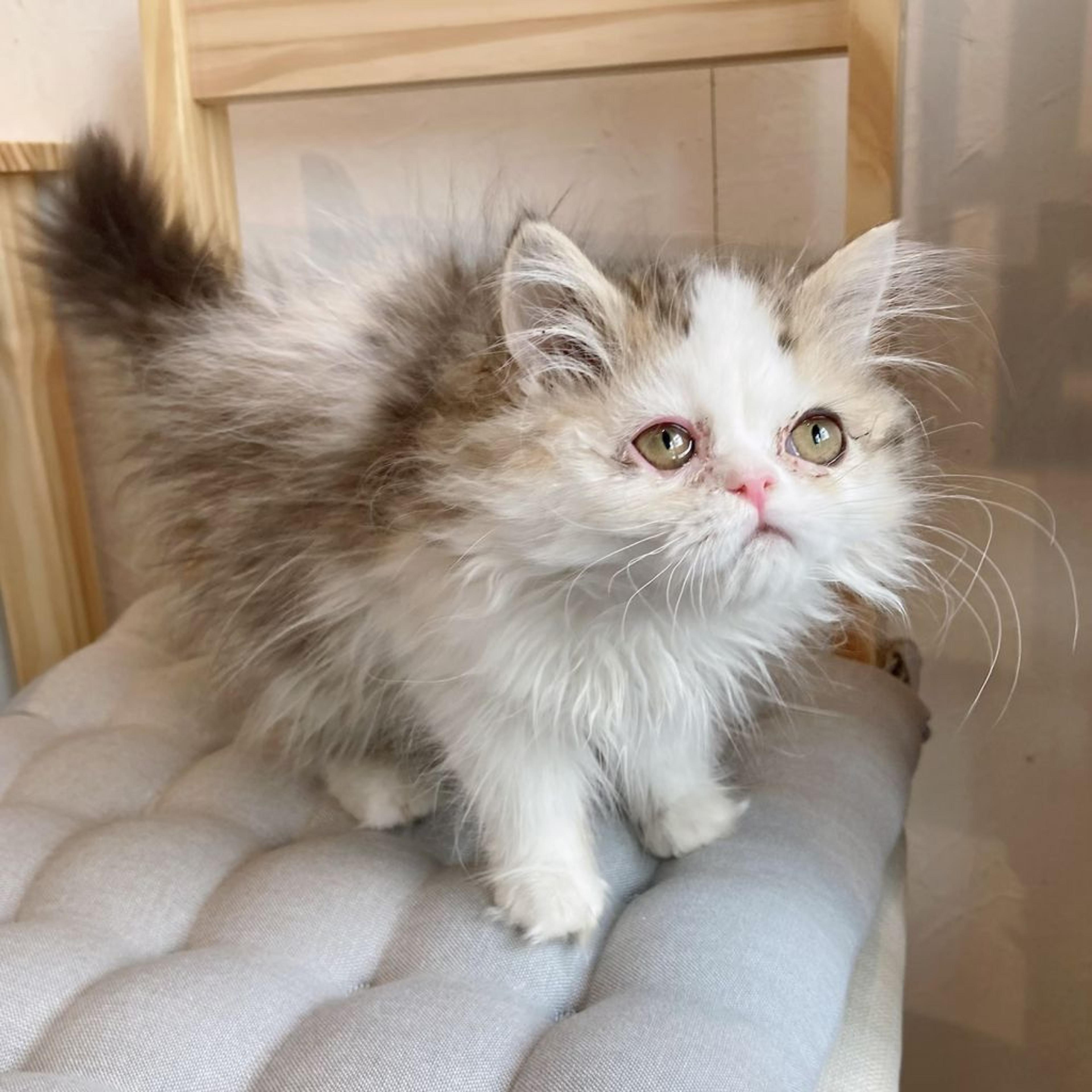 pet-image-3
